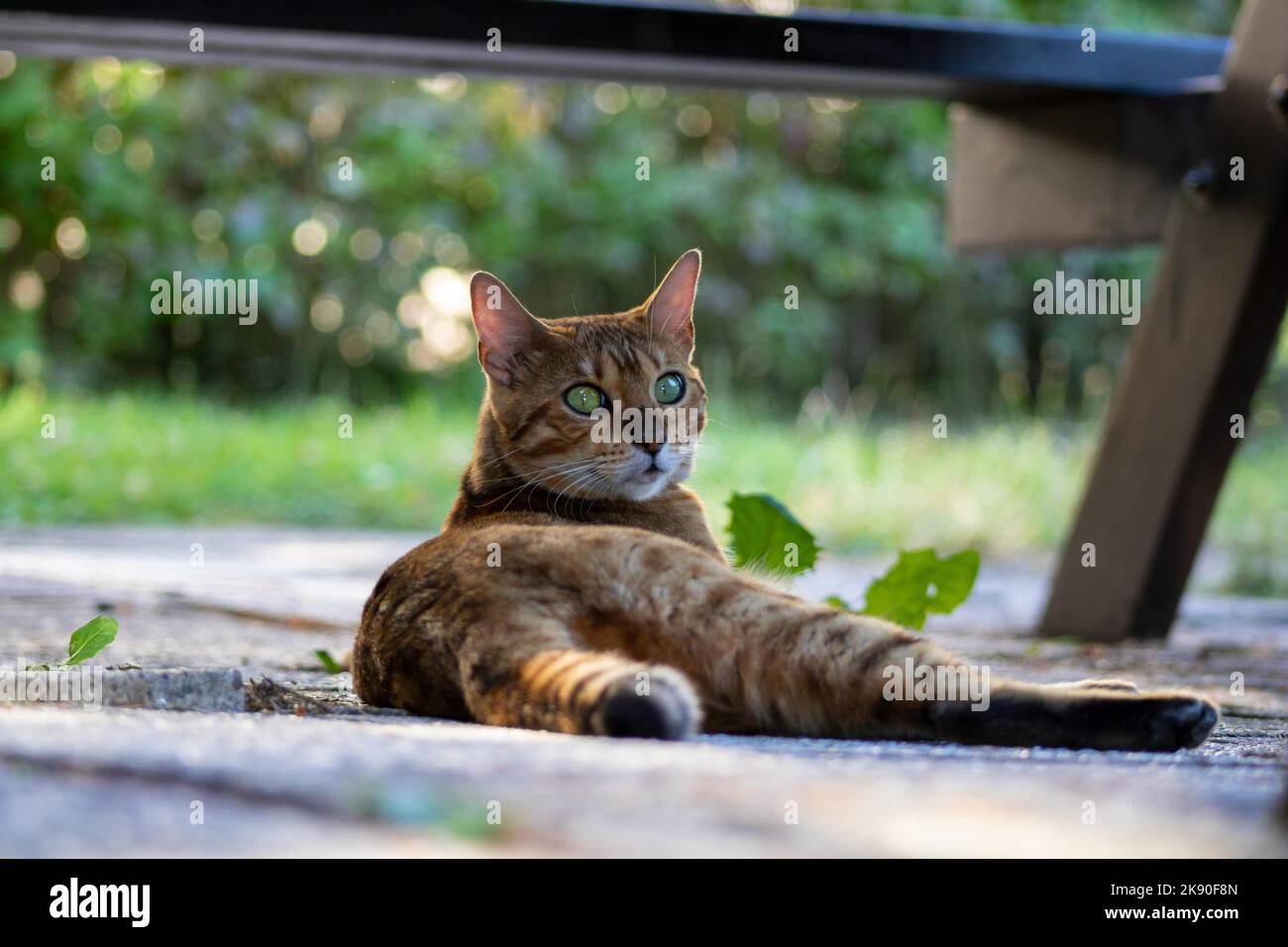 A closeup of a Bengal cat lying on the ground. Stock Photo