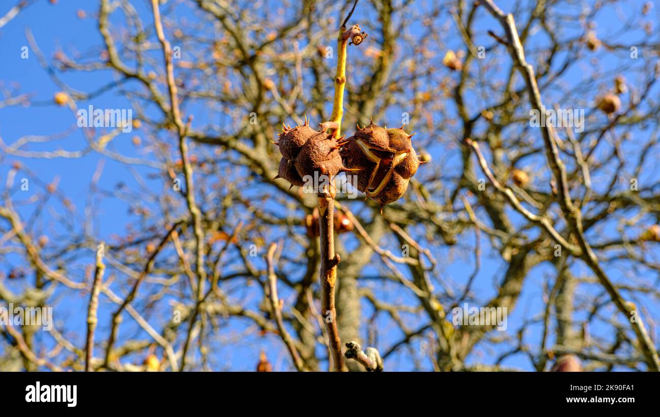 Two chestnuts have ripened in the empty branches of a chestnut tree. the bark has opened. the fetus is visible. Stock Photo