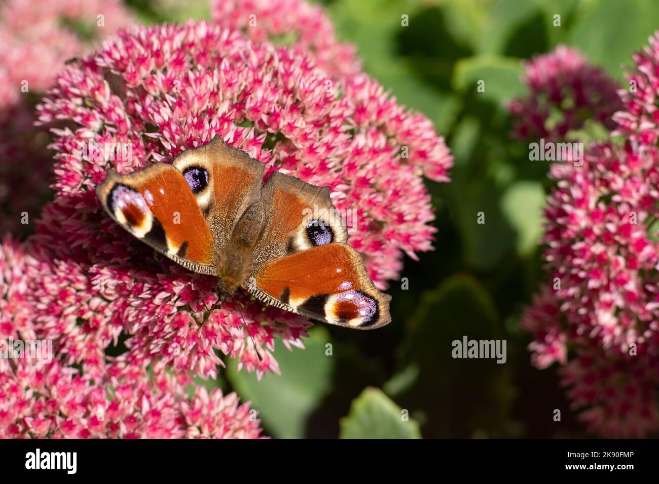 A peacock butterfly is eating on a pink Sedum flower Hare cabbage. A