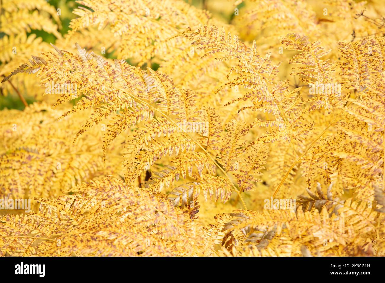 Beautiful yellow Dryopteris expansa, the alpine buckler fern, northern buckler-fern or spreading wood fern autumn leaves. Golden autumn leaves concept Stock Photo