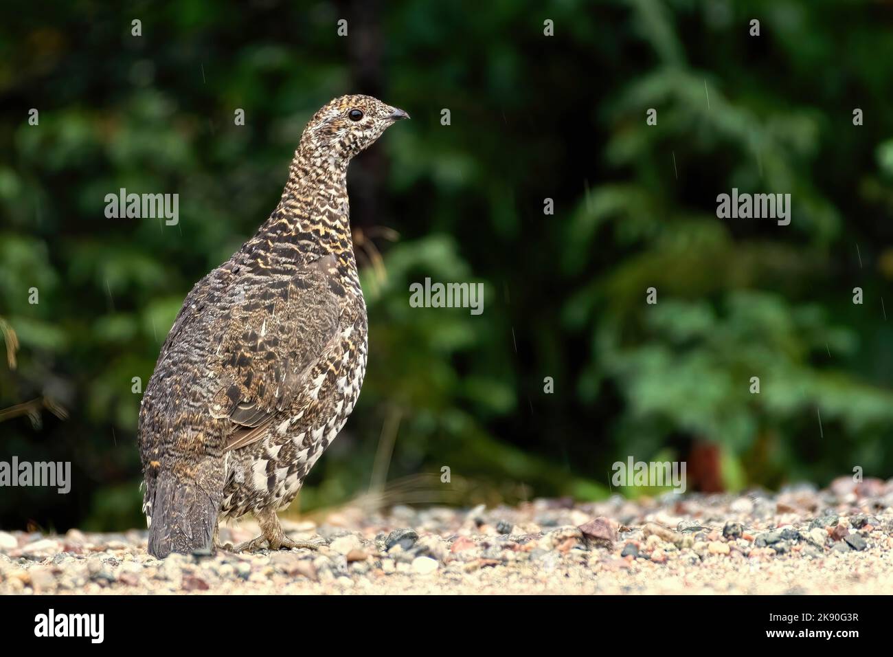 Colorful game bird grouse hi-res stock photography and images - Alamy