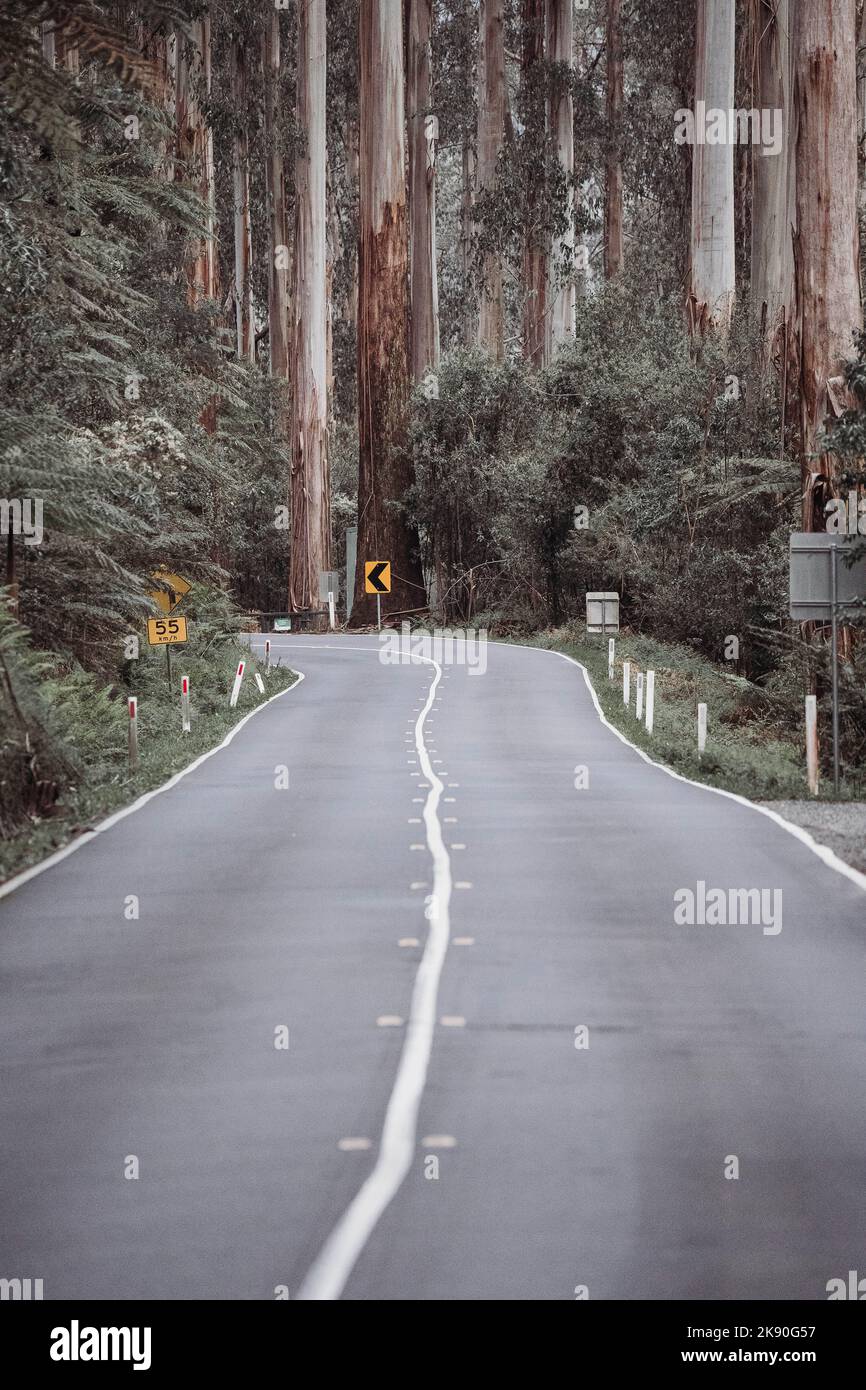 A vertical shot of the Black Spur Drive in Yarra Ranges, Australian Regional Roads Stock Photo