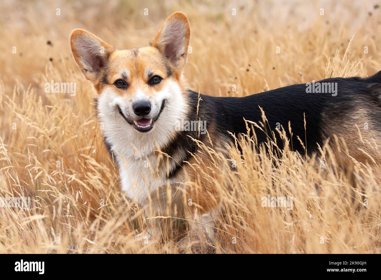 Happy Tricolor Pembroke Welsh Corgi dog walks in tall golden grass. Dog smiles Stock Photo