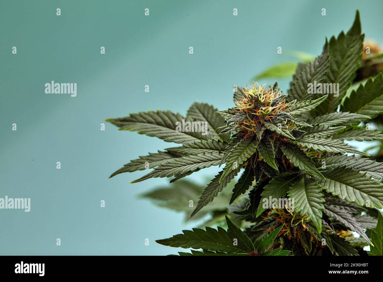 Closeup of a marijuana buds flower isolated on a light blue background