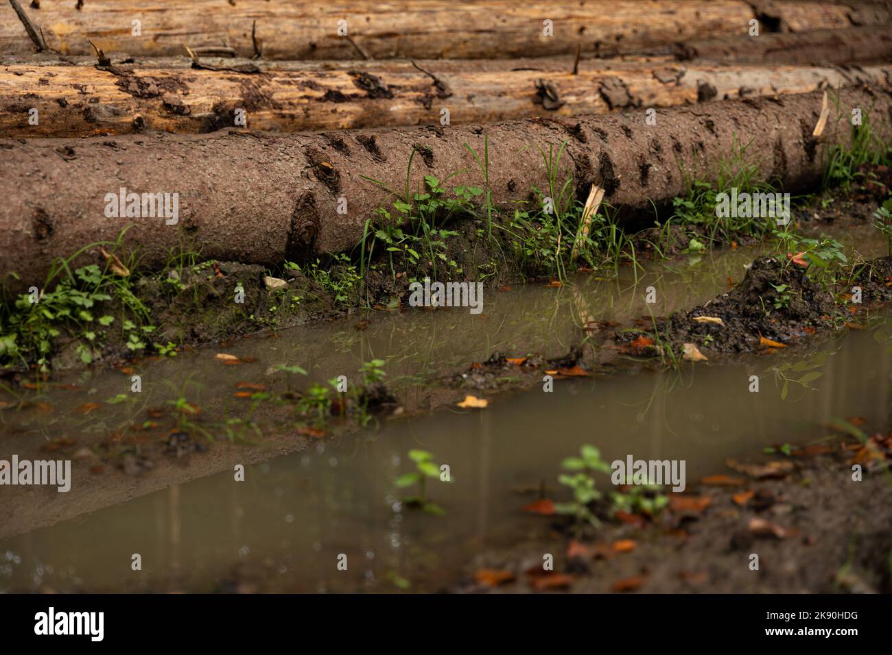 Wooden felled trees falling on wet ground with grass Stock Photo