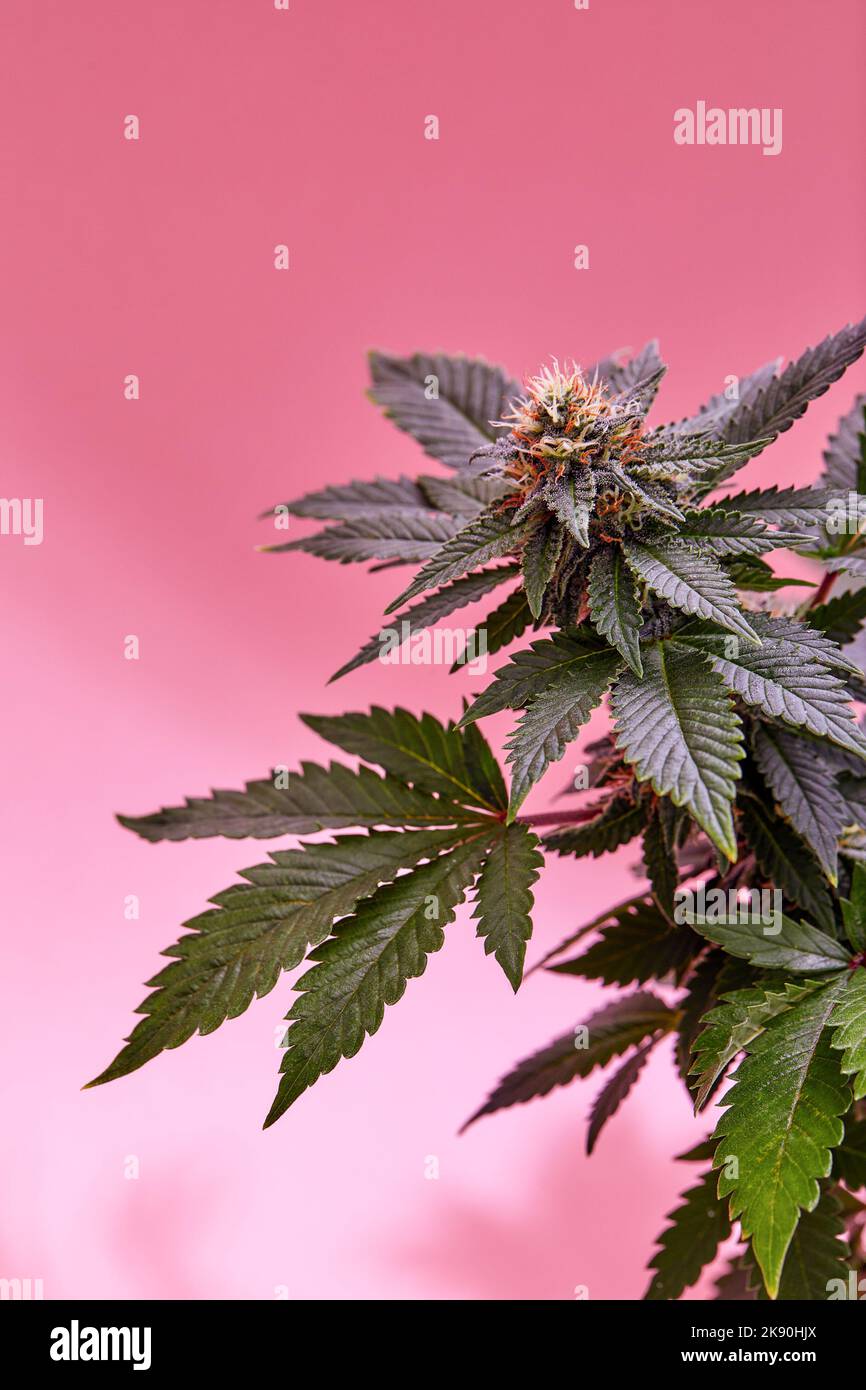 Flowering Medical Marijuana or CBD Cannabis Plant with Buds on Pink ...