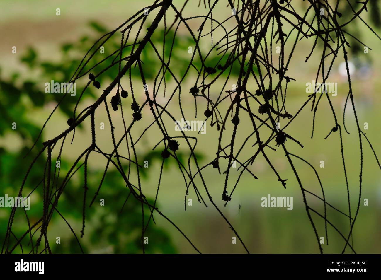 A shallow focus shot of a tree branch in the riverside Stock Photo - Alamy