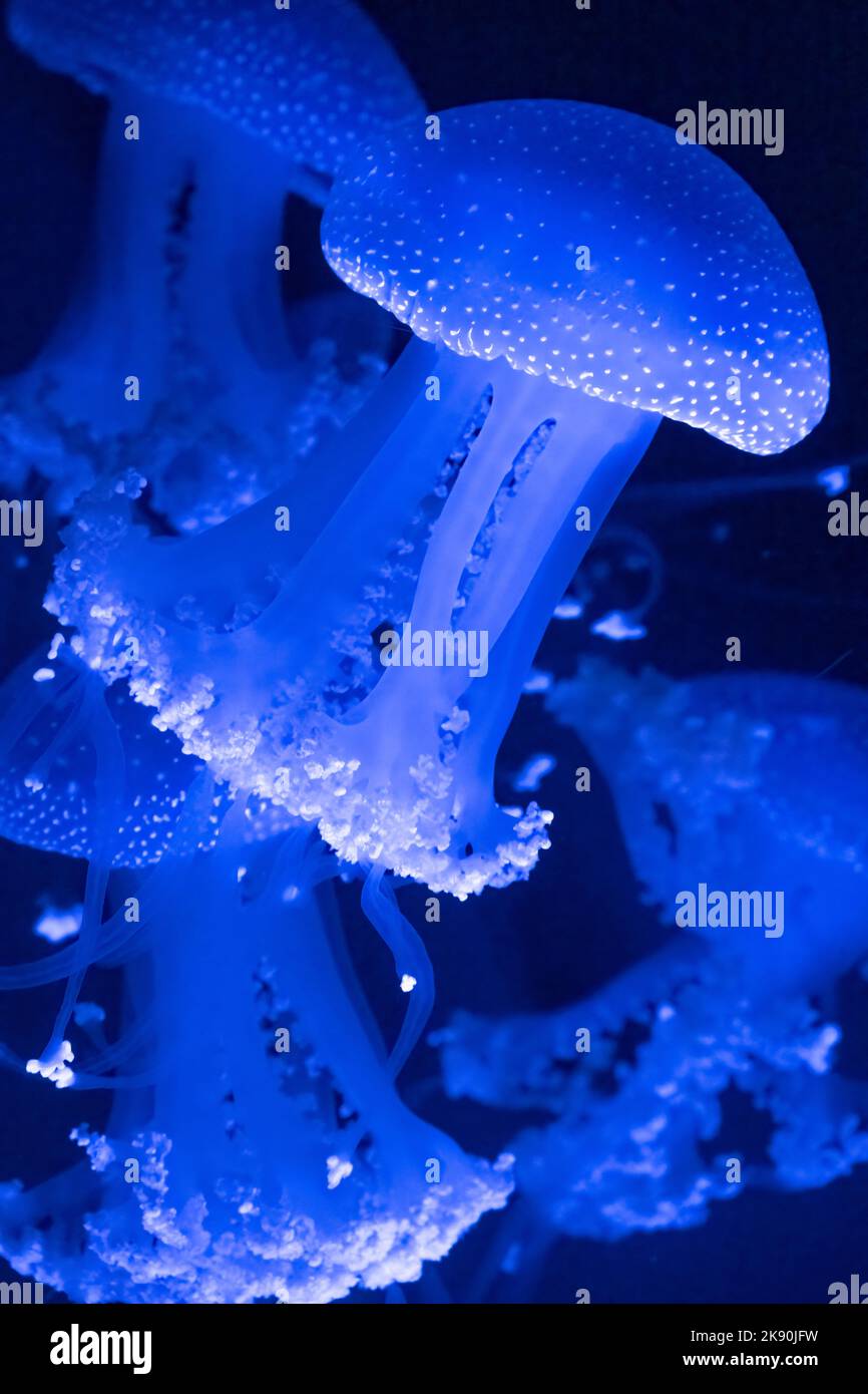 Whitespotted jellyfish (Phyllorhiza punctata) at the Aquarium