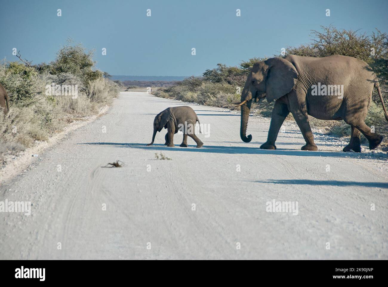 African Elephant family , Loxodonta africana, crossing a gravel road in Etosha National Park, Namibia Stock Photo