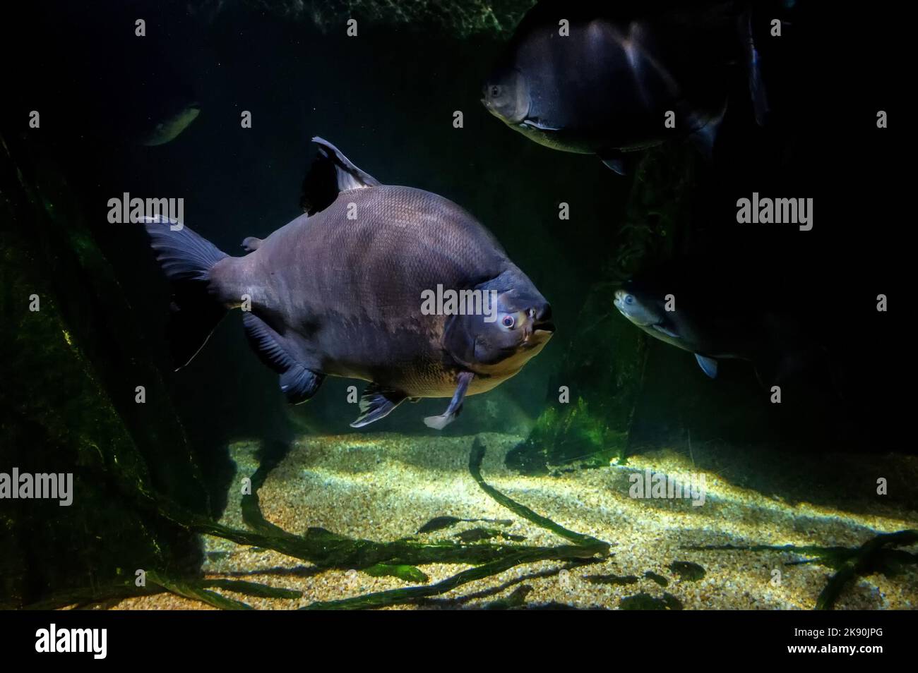 Colossoma macropomum or The tambaqui swimming in aquarium Stock Photo