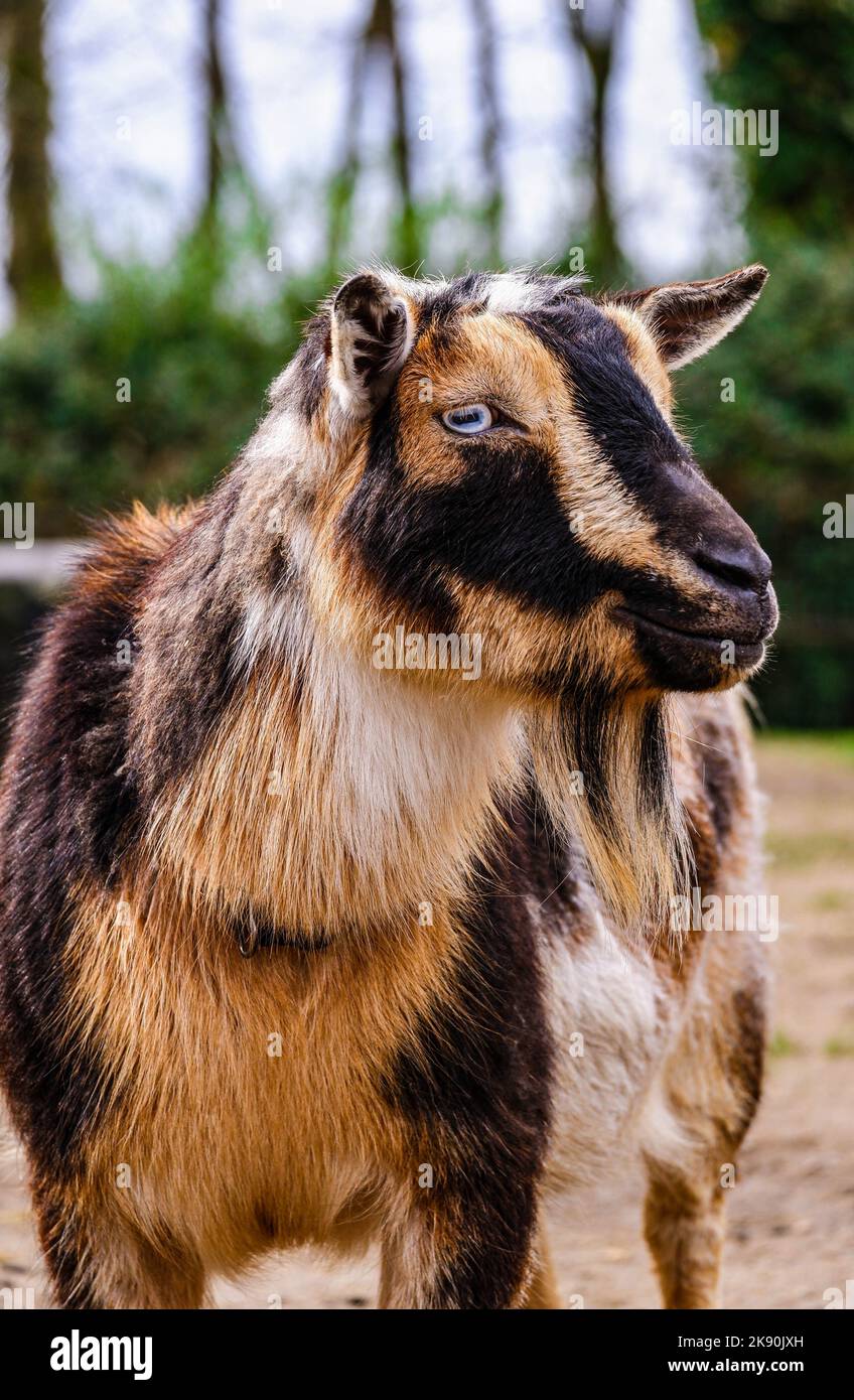 Goat pattern hi-res stock photography and images - Alamy