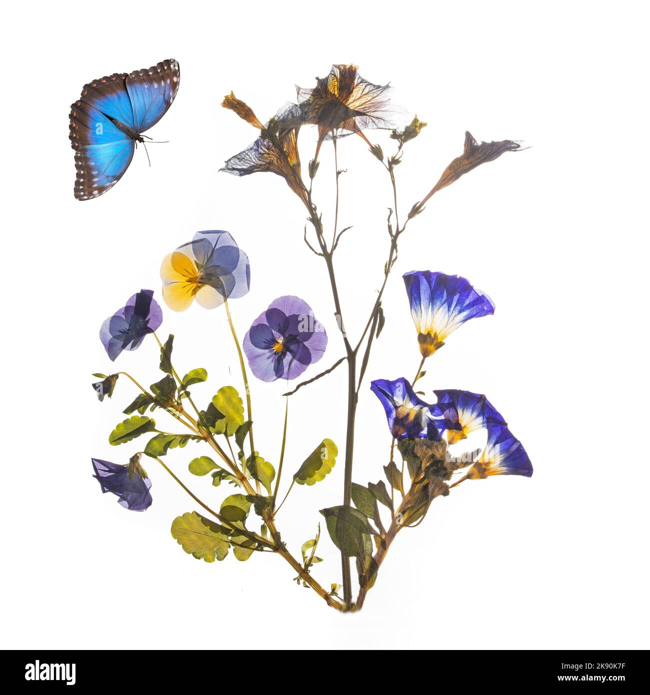 Beautiful blue pressed and dried flowers and butterfly. Stock Photo