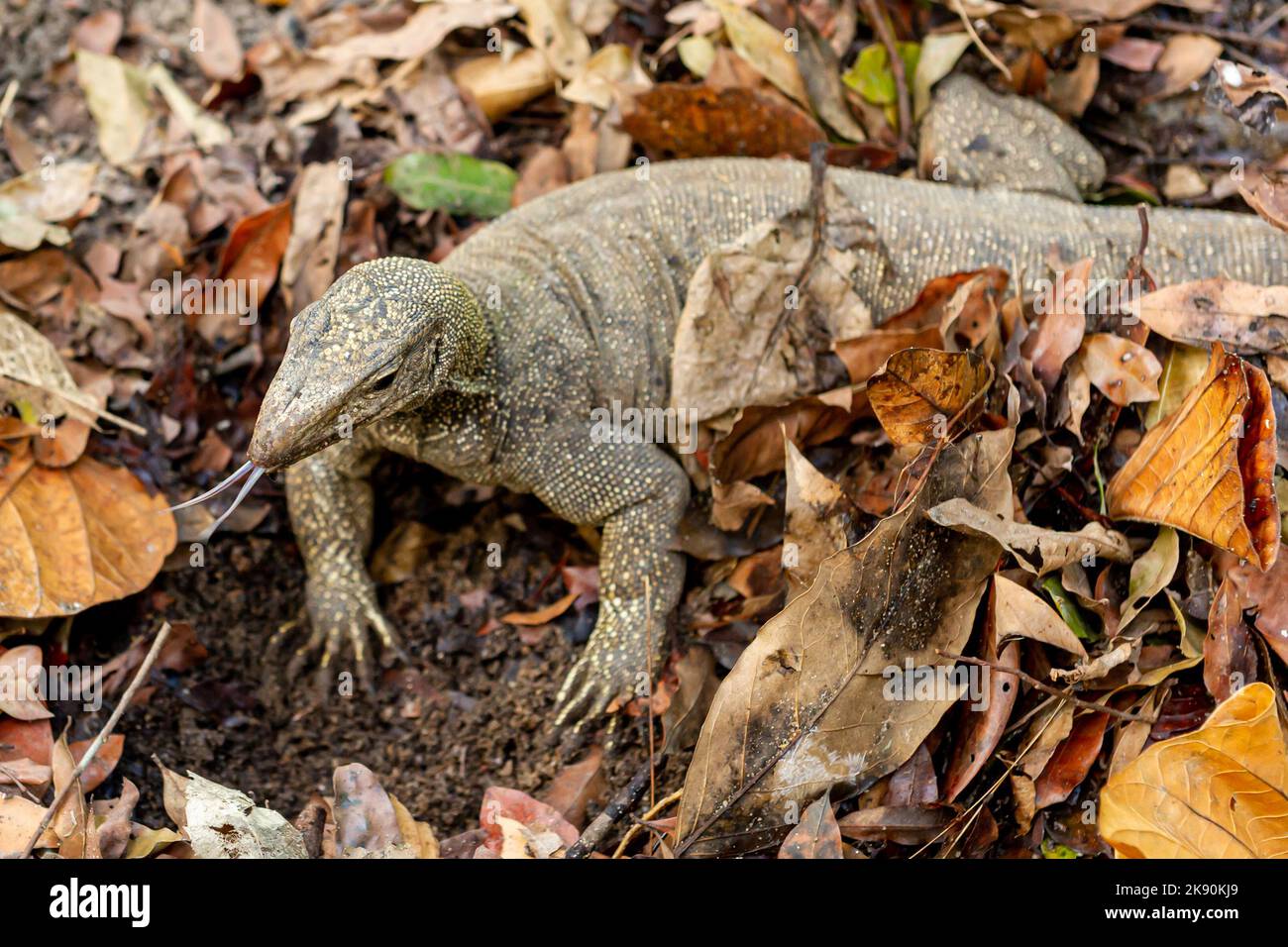 A Monitor Lizard searching for food in the Singapore Botanic Gardens Stock Photo