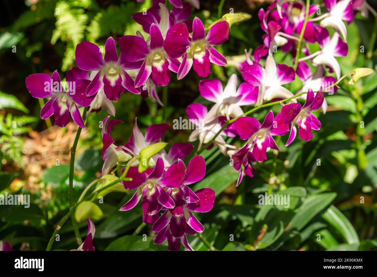 Jacinda Ardern Orchid at the Singapore National Orchid Garden Stock Photo