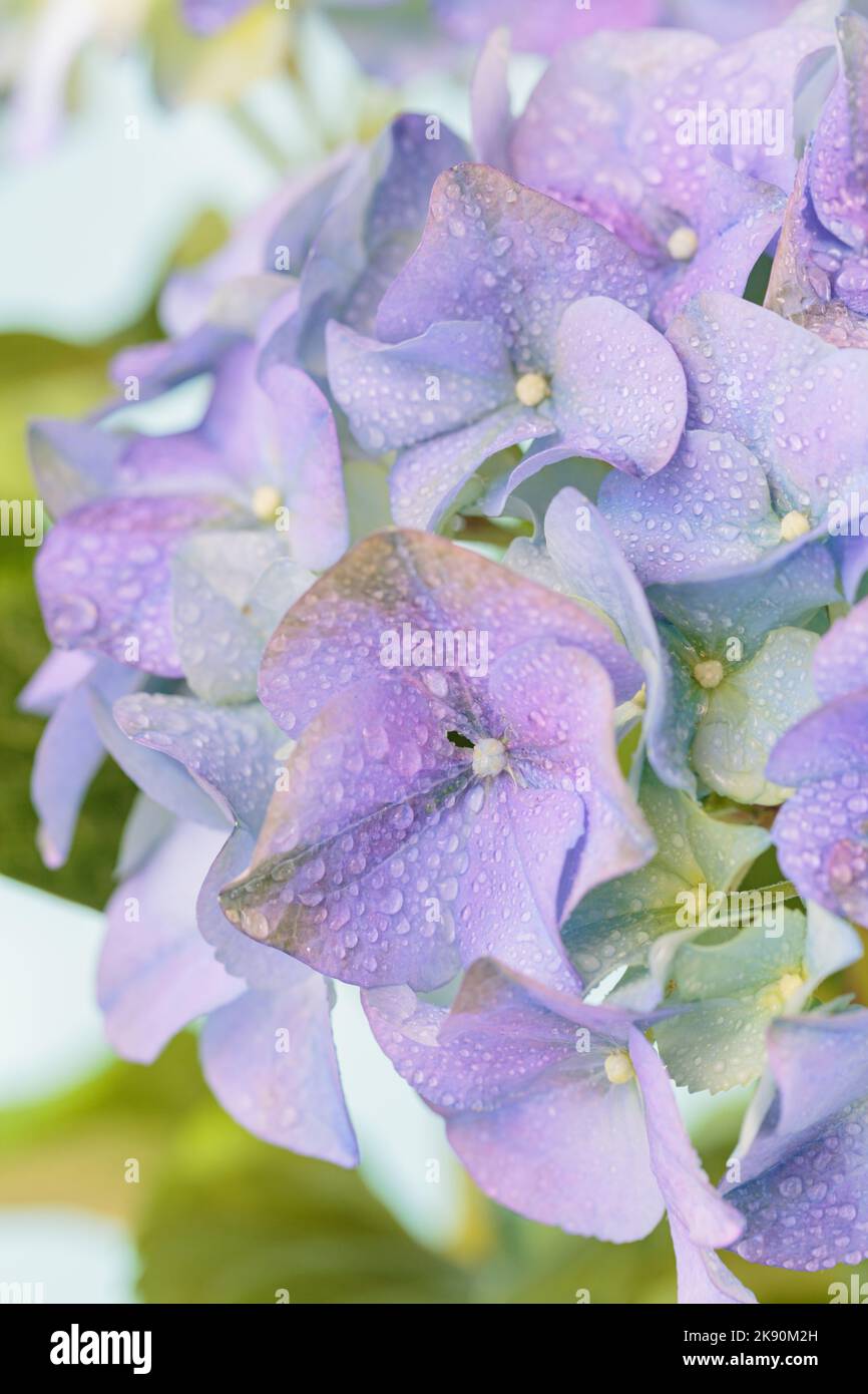 Spring Nature background with blooming hydrangea flowers Stock Photo ...