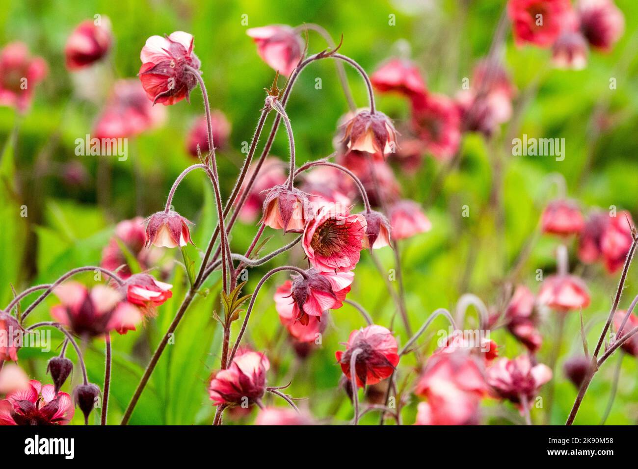 Geum rivale Leonards Variety, Pink-Rose, Flower, Blooming, Water Avens Stock Photo