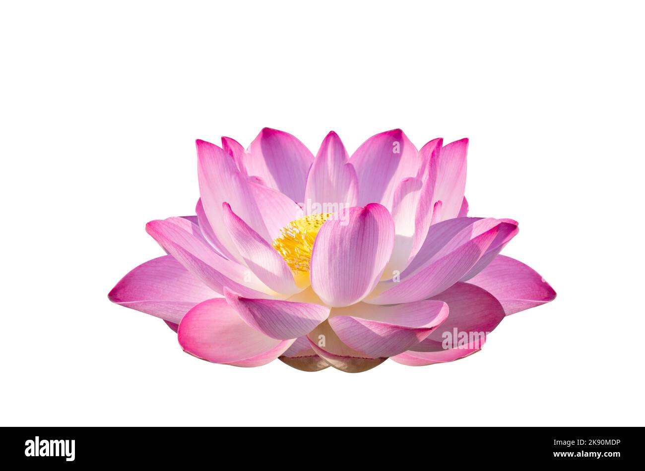 lotus Pink Isolate White flowers bloom Stock Photo - Alamy