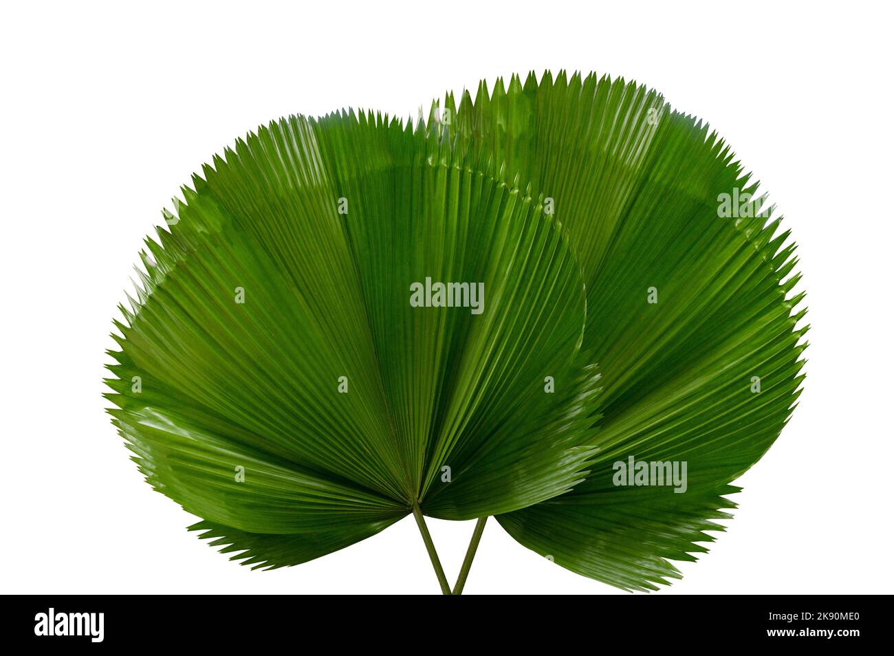 palm leaf Licuala Grandis on a white background Stock Photo