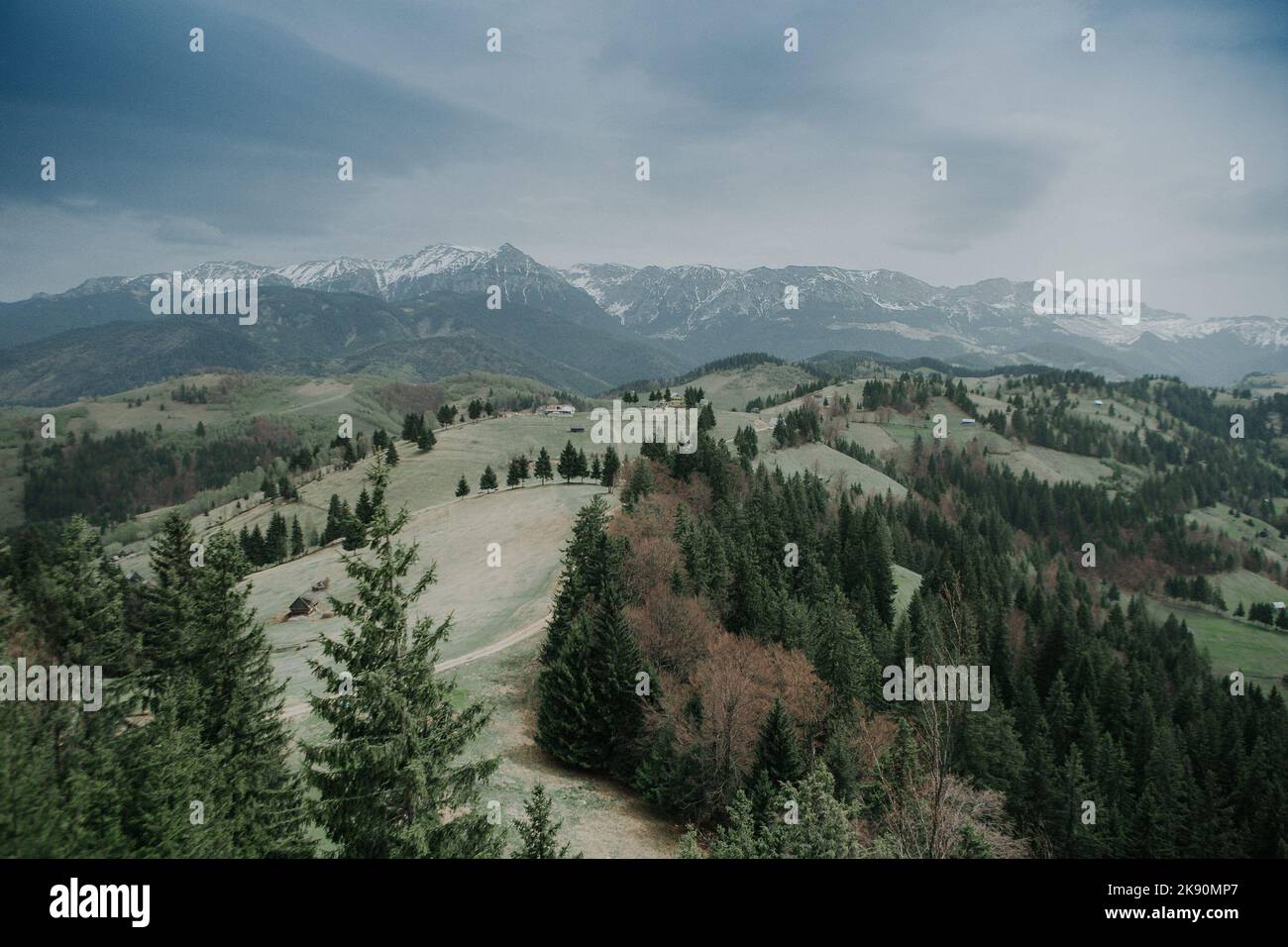 An aerial view of fir trees on green large mountains under foggy sunset ...