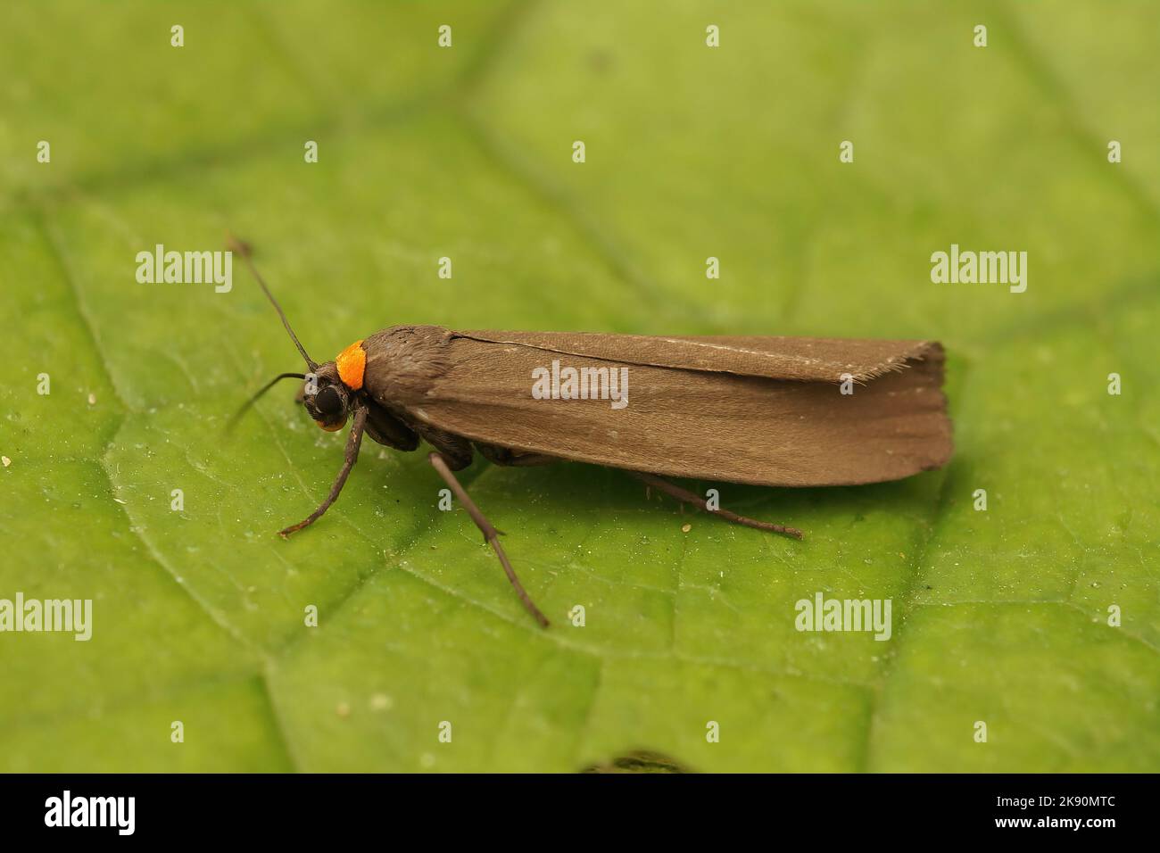 Red Shot Insect A macro shot of a red-necked footman insect on a leaf surface Stock ...
