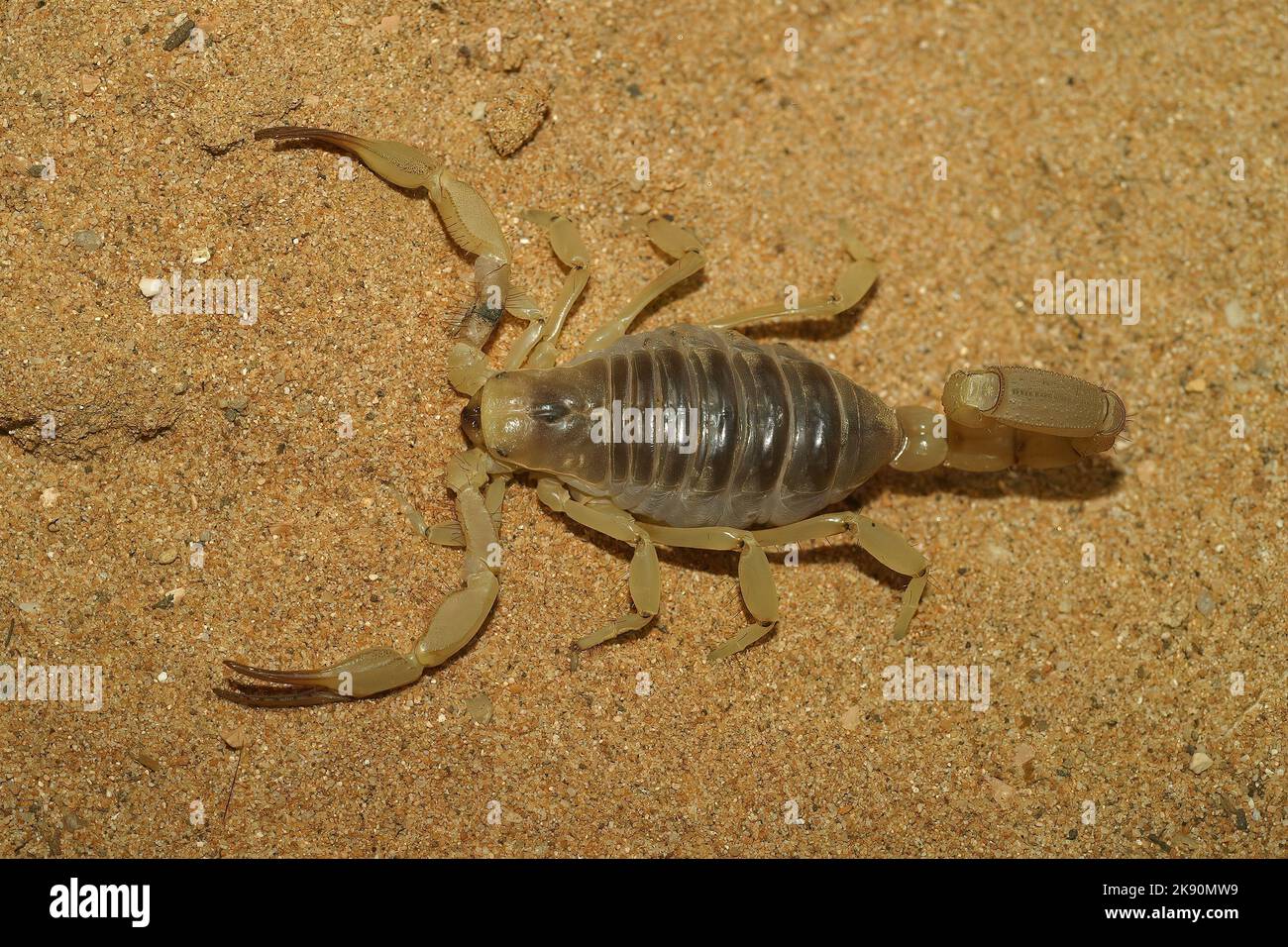 A closeup shot of a venomous Arizona giant desert hairy scorpion on a