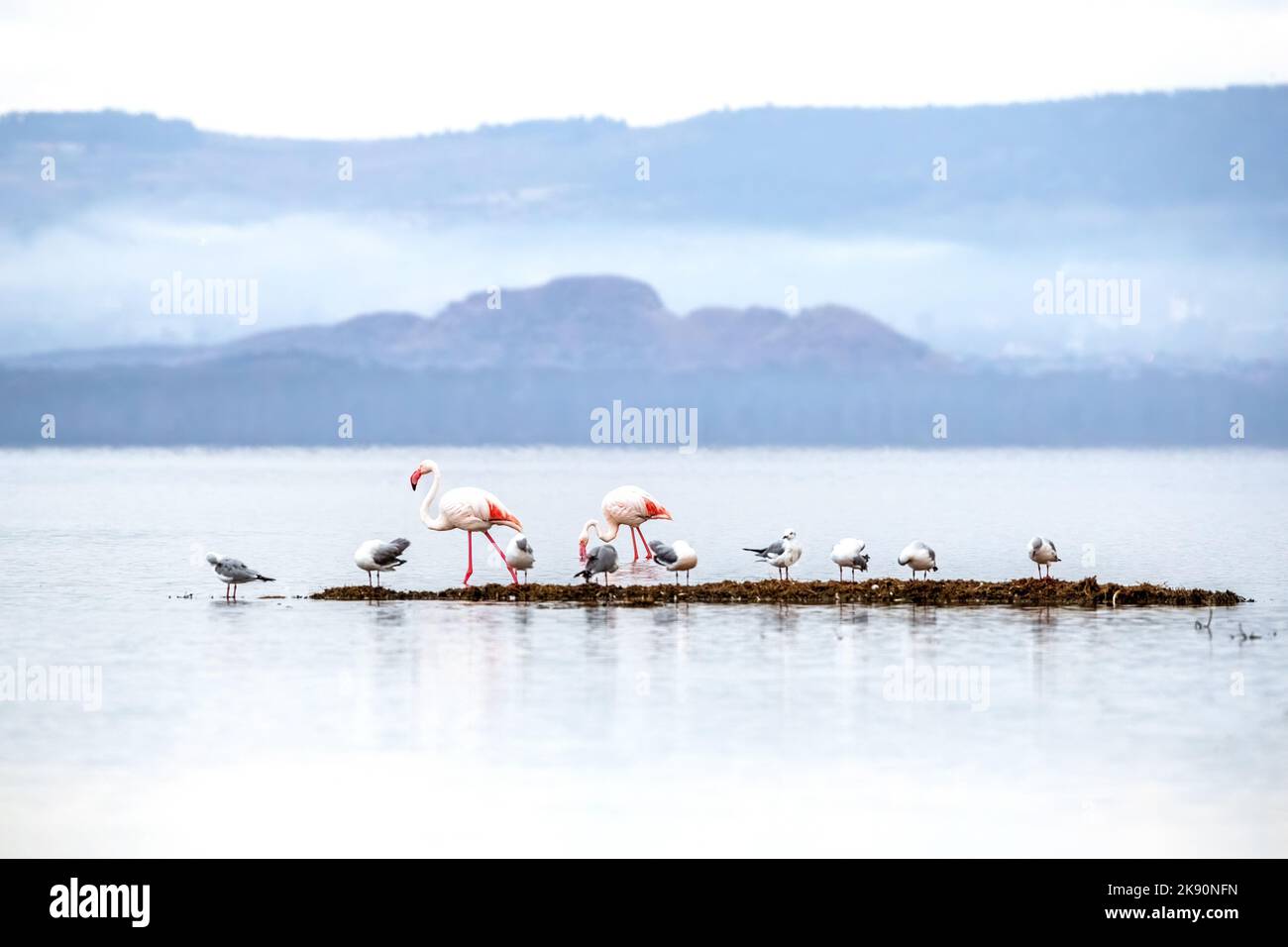 Greater flamingos, Phoenicopterus roseus, and gulls feeding in the shallows of Lake Nakuru, Kenya. Stock Photo