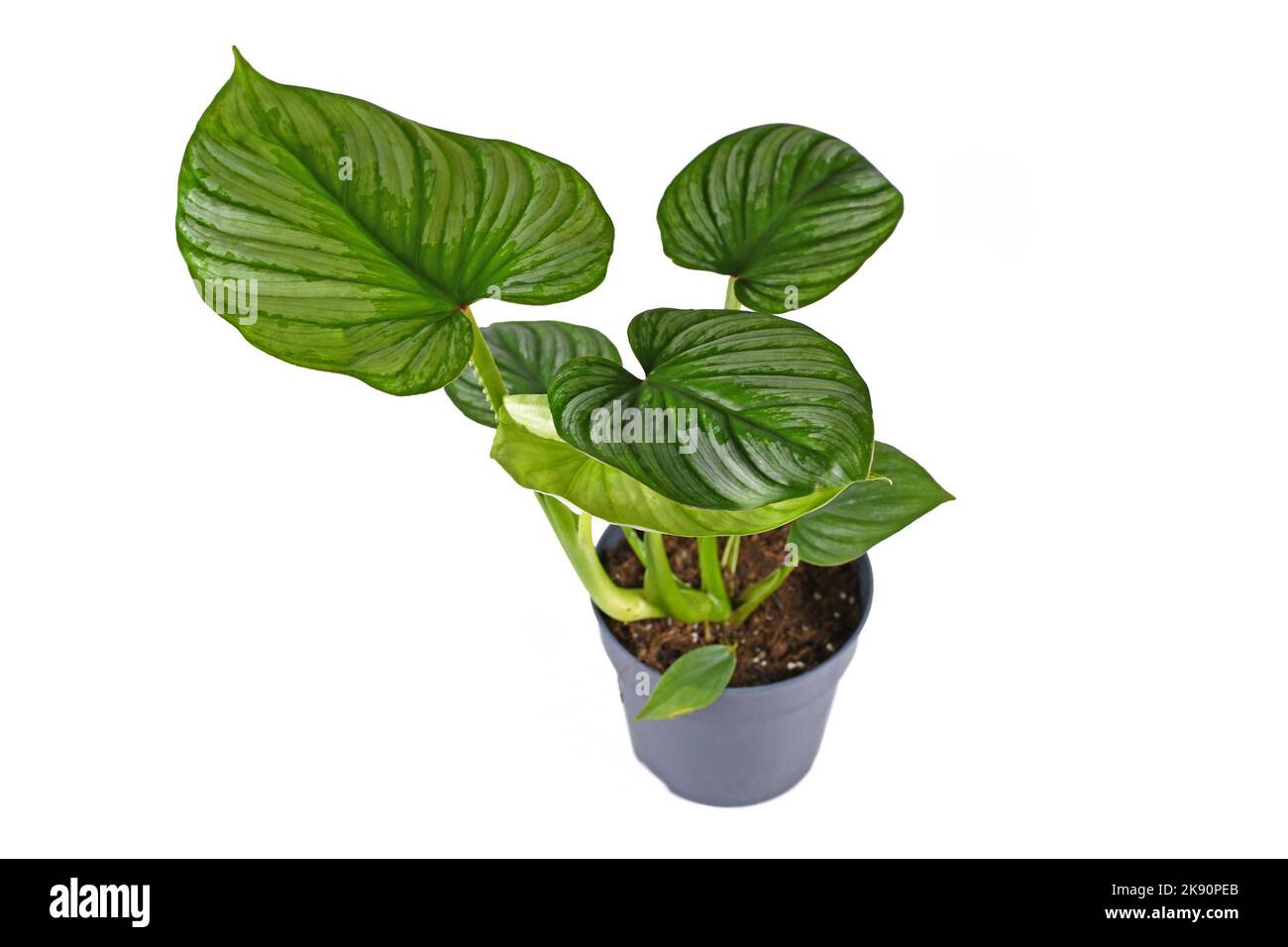 Exotic 'Philodendron Mamei' houseplant with with silver pattern in flower pot on white background Stock Photo
