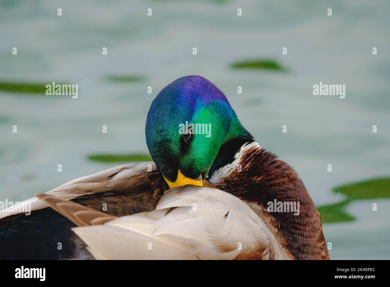 Coot duck on lakeshore hi-res stock photography and images - Alamy