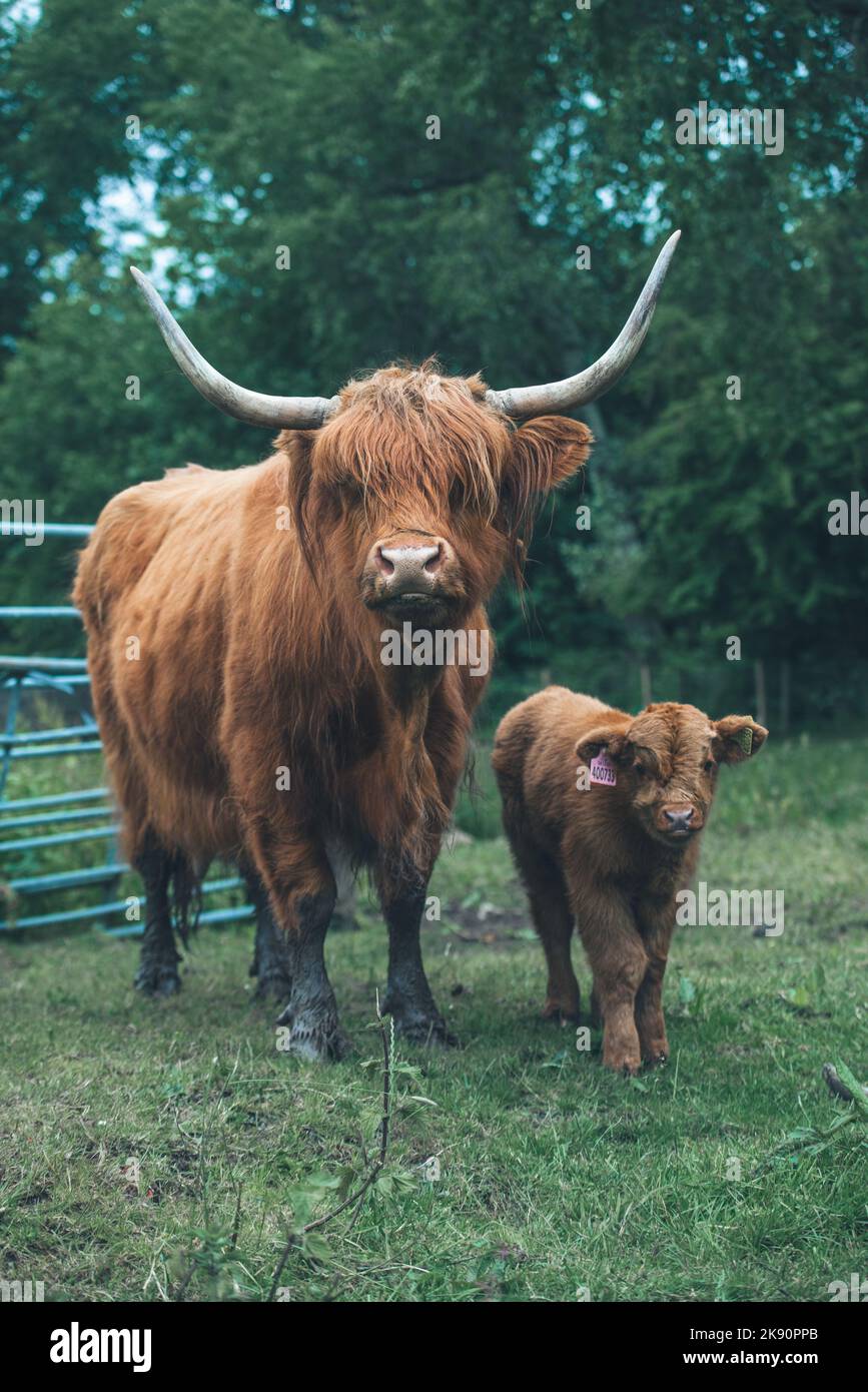 A vertical shot of a Scottish Highland Cow with a Calf in a farm Stock ...
