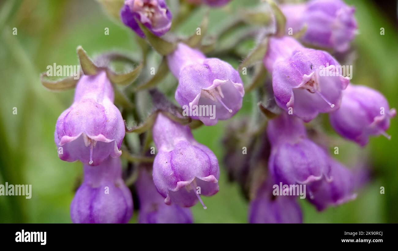 Background image of lilac bells phlox outdoors Stock Photo