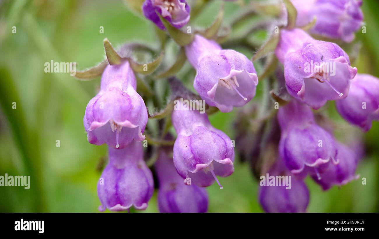 Background image of lilac phlox bells close-up Stock Photo