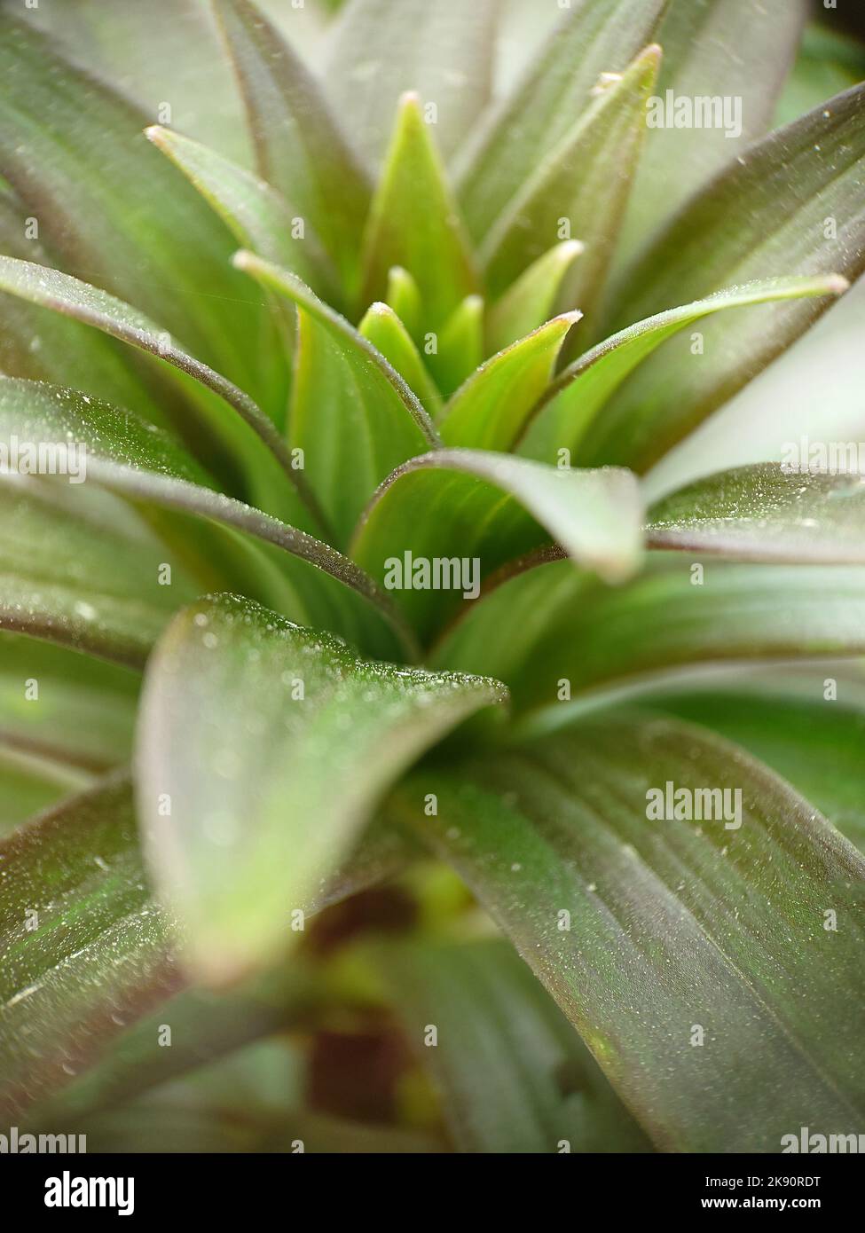Background image of the green foliage of a lily without a flower close