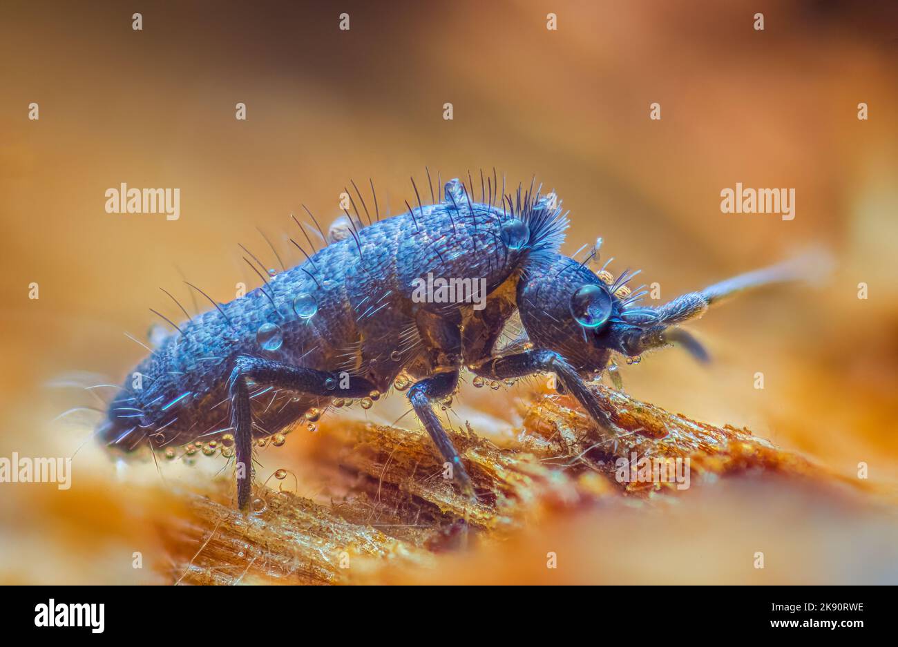 Slender Springtail Orchesella Flavescens On Wood Close Up Focus Slender Springtail Orchesella Flavescens On Wood Close Up Focus