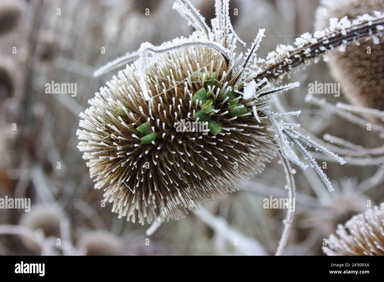 Teasel(Dipsacus sativus) seedhead layered in frost. Stock Photo