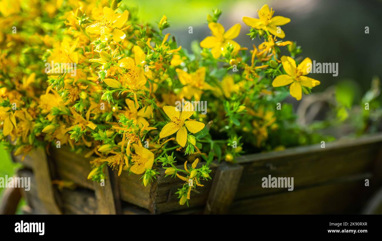 St. John's wort. Hypericum plants yellow flower used in alternative medicine on a decorative wooden trolley against the background of grass on a Stock Photo