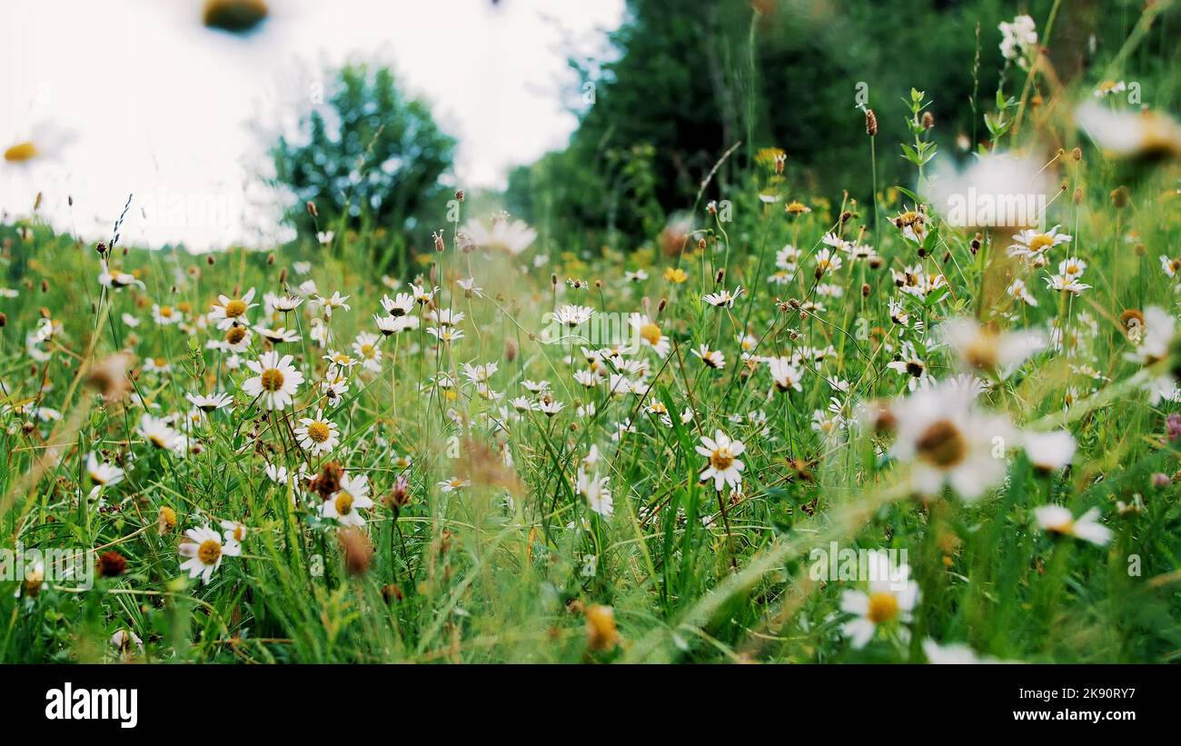 Chamomile field, lawn in the forest with flowering daisies, summer. High quality photo Stock Photo