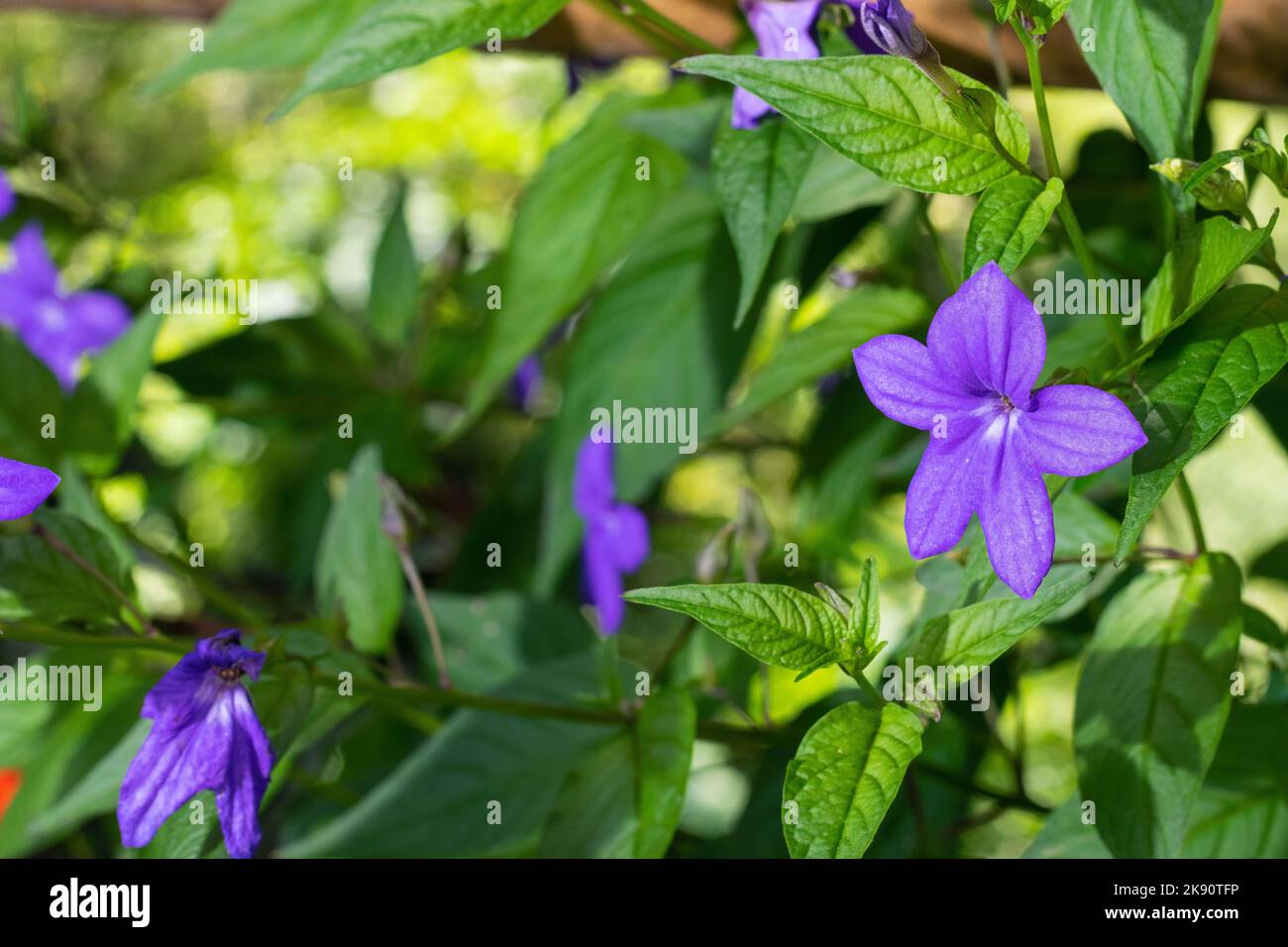 close-up of a purple flower with a white center in a peasant flower garden, Browallia speciosa, a phanerogamous plant belonging to the Solanaceae fami Stock Photo