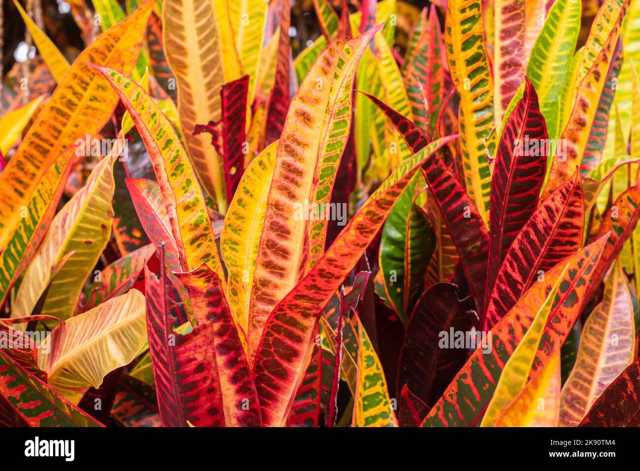 Codiaeum veriegatum hires stock photography and images Alamy