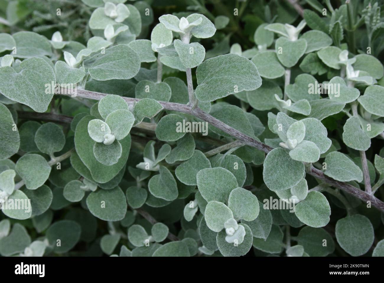 Liquorice Plant (Helichrysum petiolare) Stock Photo
