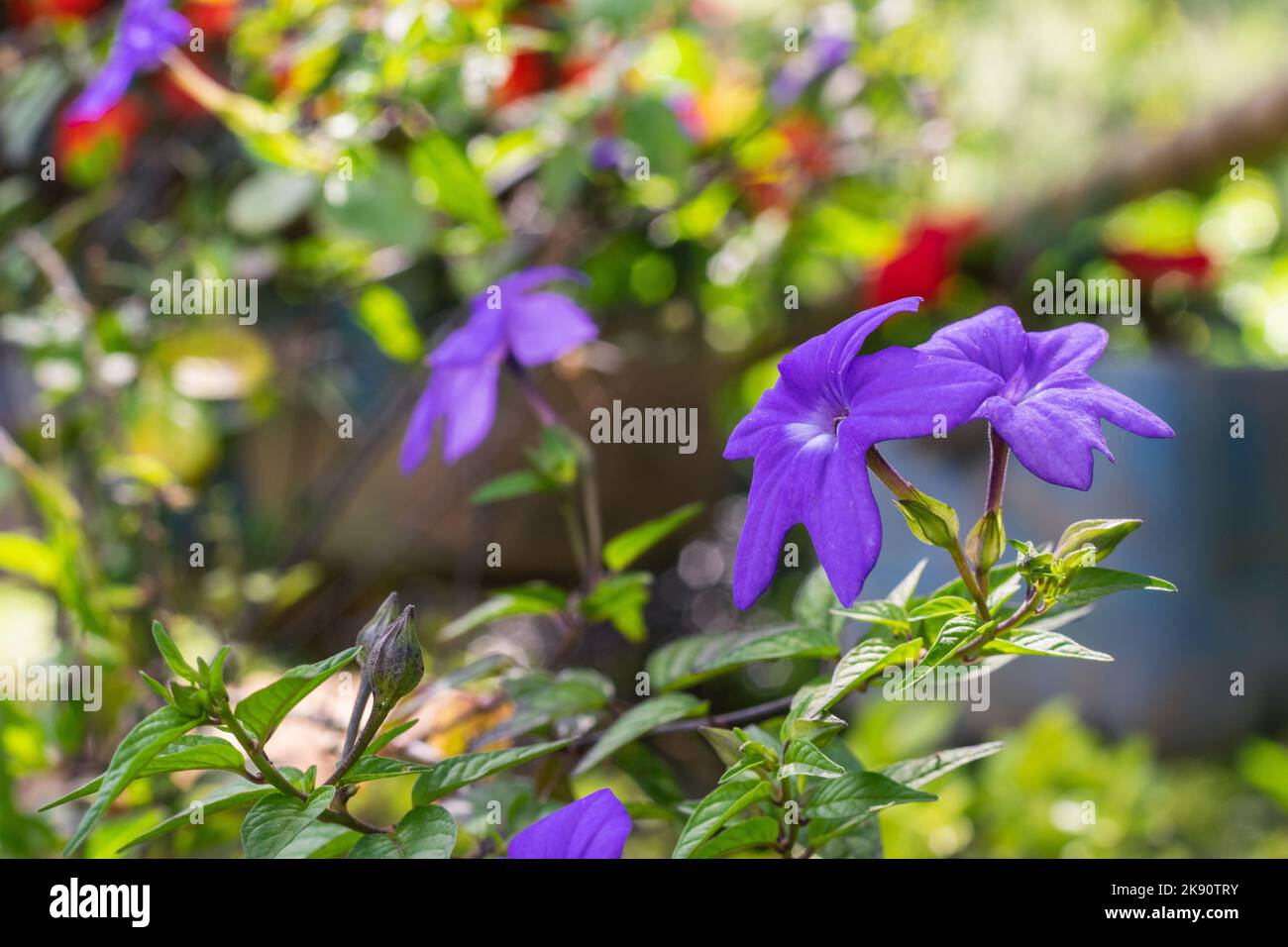 peasant garden of flowers, Browallia speciosa or purple flower with white center. in the background red flowers. phanerogamous plant belonging to the Stock Photo