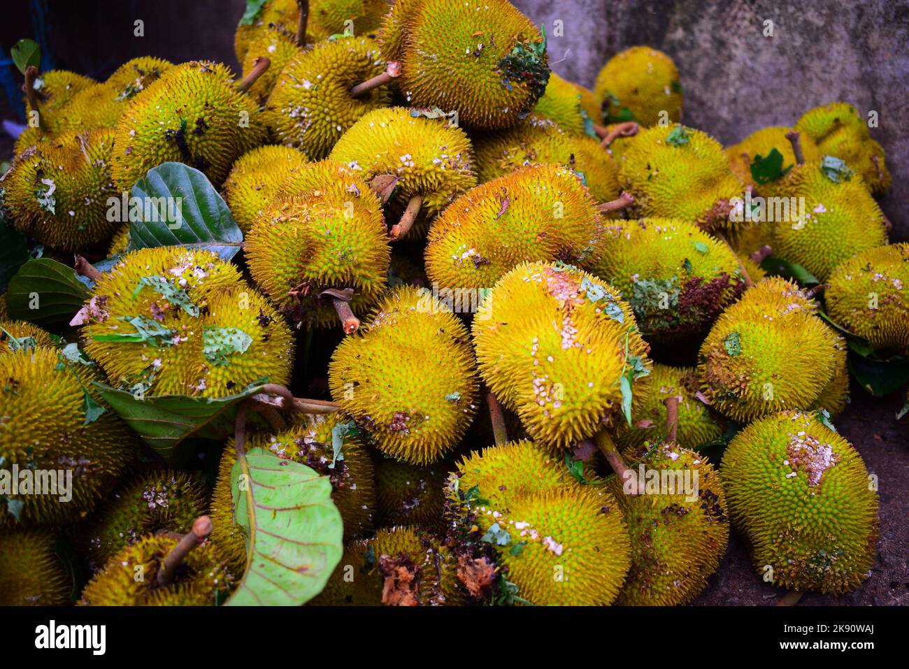 Wild Jackfruit / Artocarpus hirsutus Stock Photo