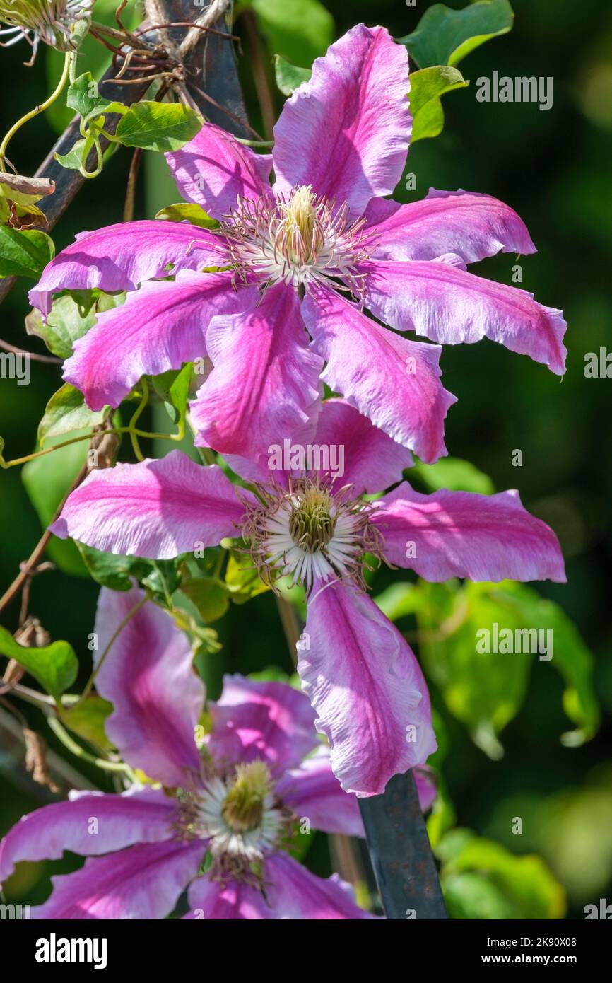 Clematis 'Doctor Ruppel', early large flowered clematis, pinkish band along petals, chocolate coloured anthers Stock Photo