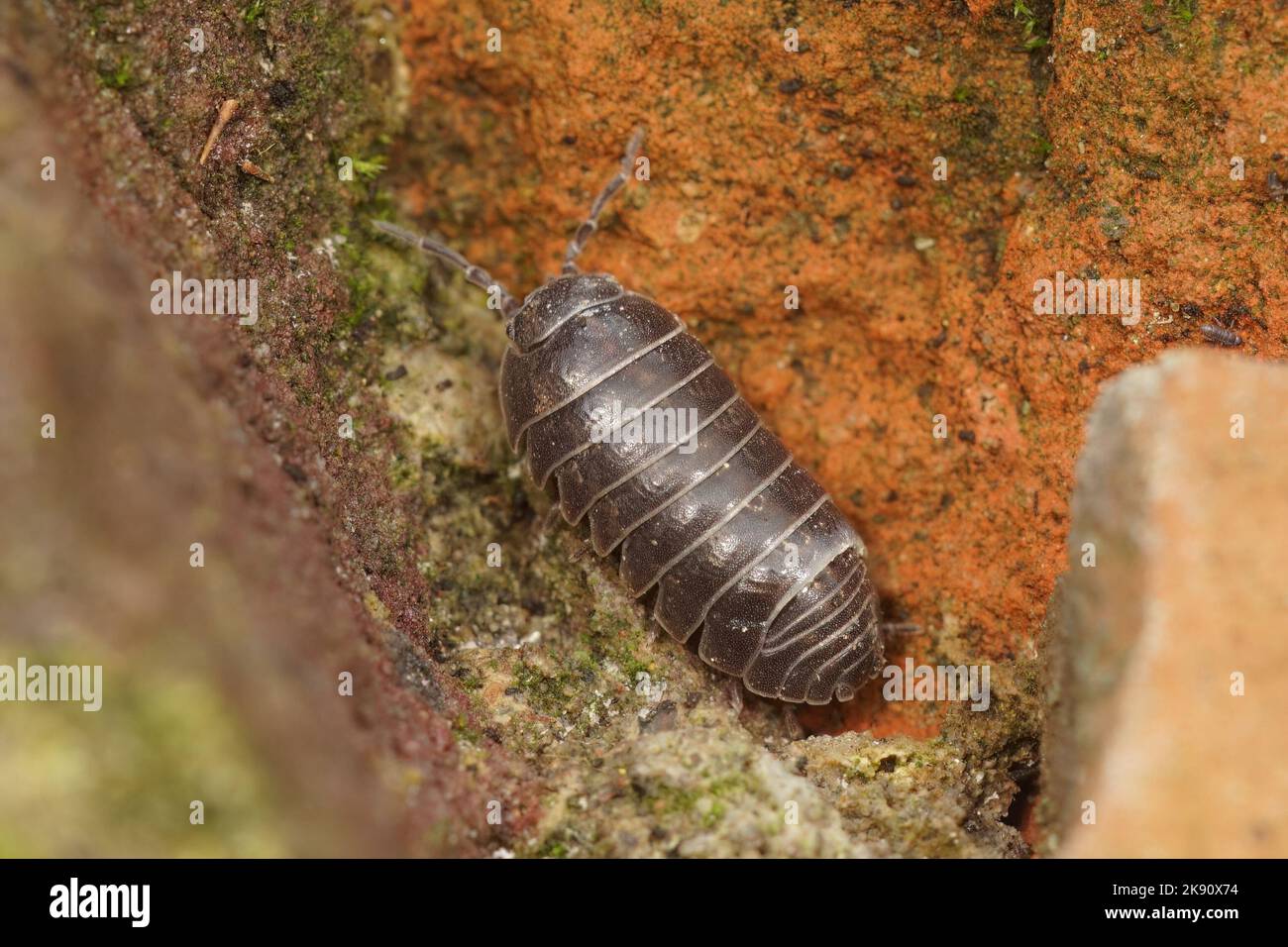 Potato bug hi-res stock photography and images - Alamy