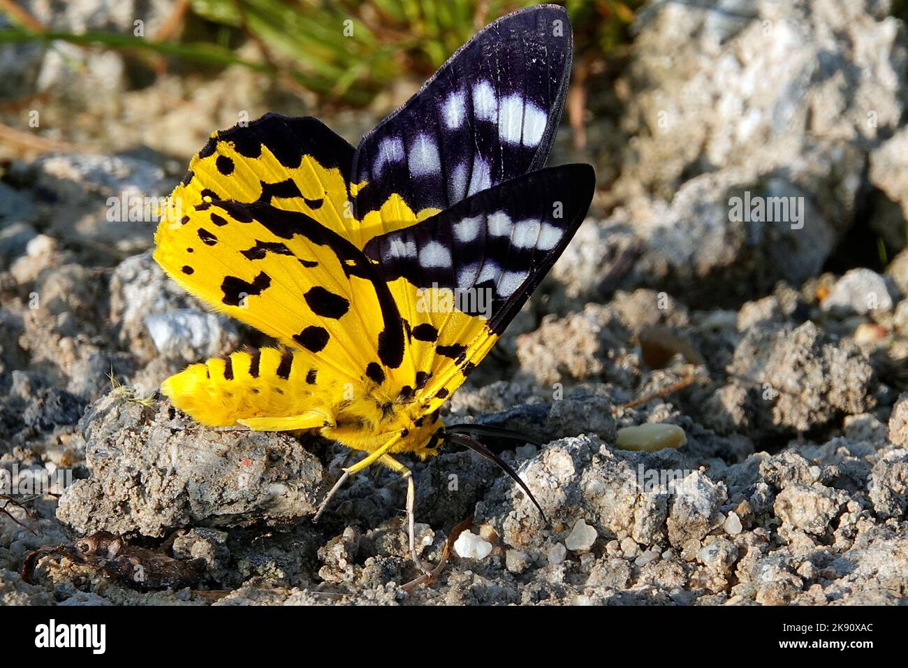 A closeup of a gorgeous false tiger moth with bright yellow and black wings in the wilderness Stock Photo