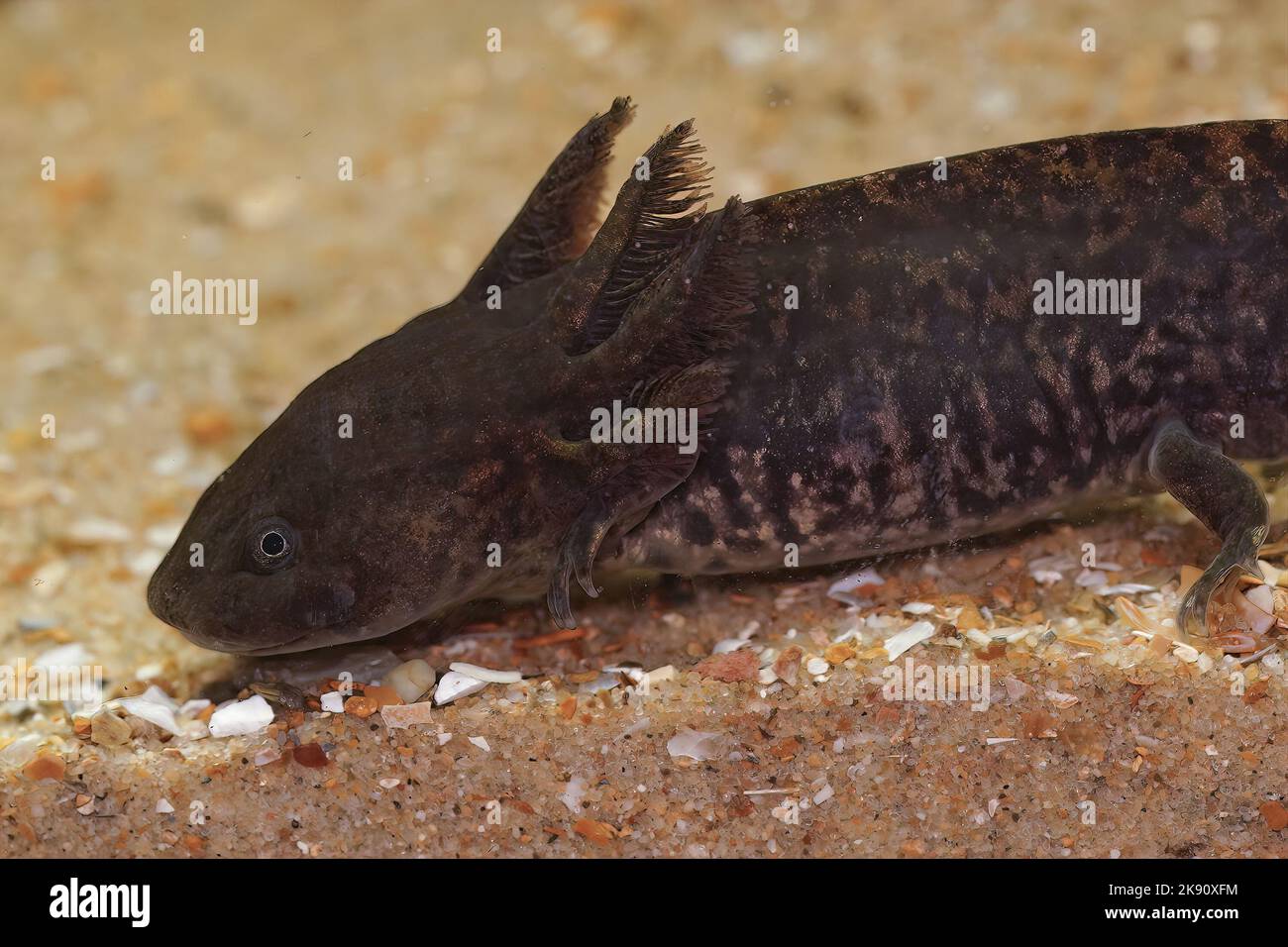 A closeup of an Anderson's salamander underwater - critically ...