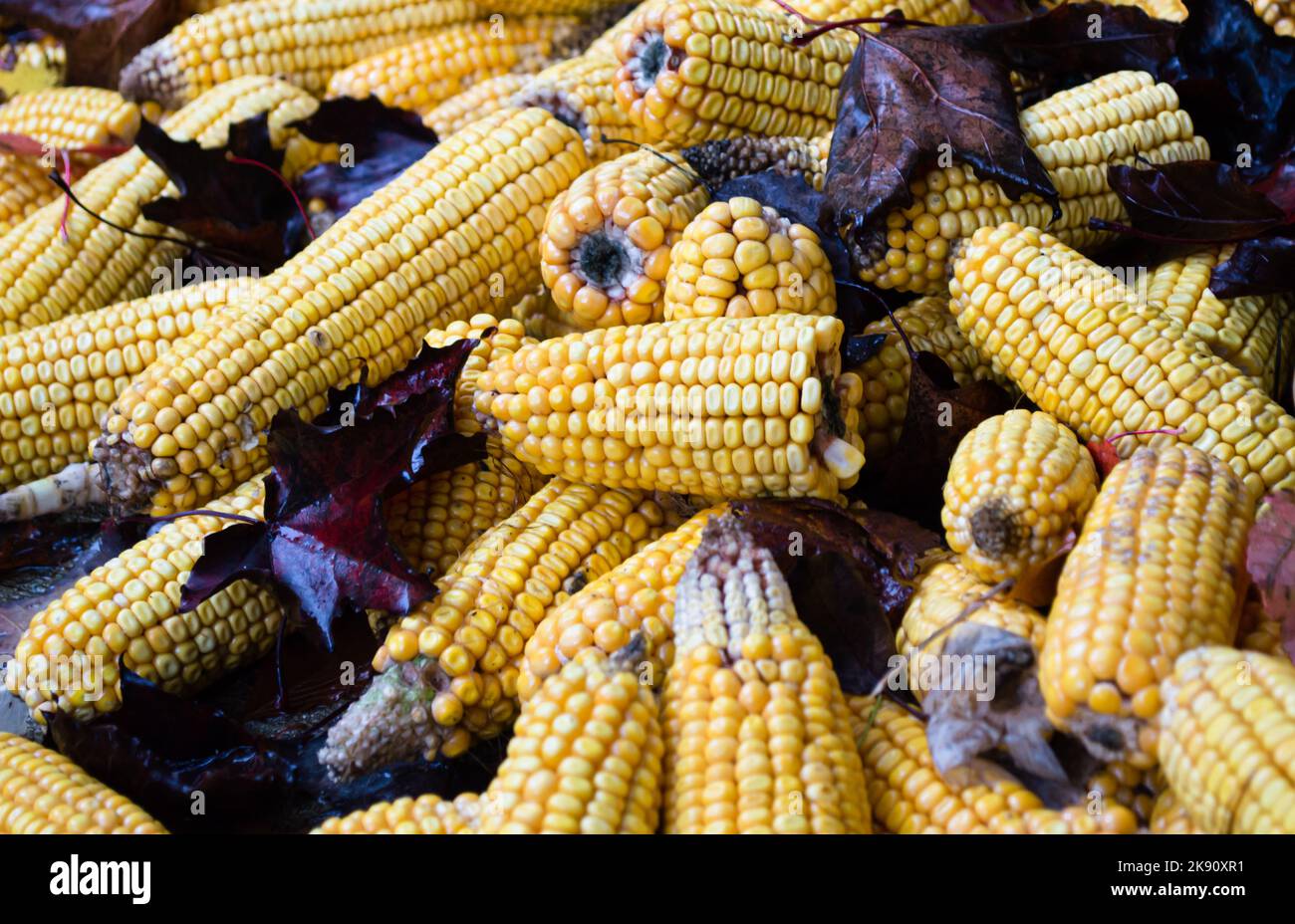 Pile of yellow corn on the cob with leaves on top Stock Photo