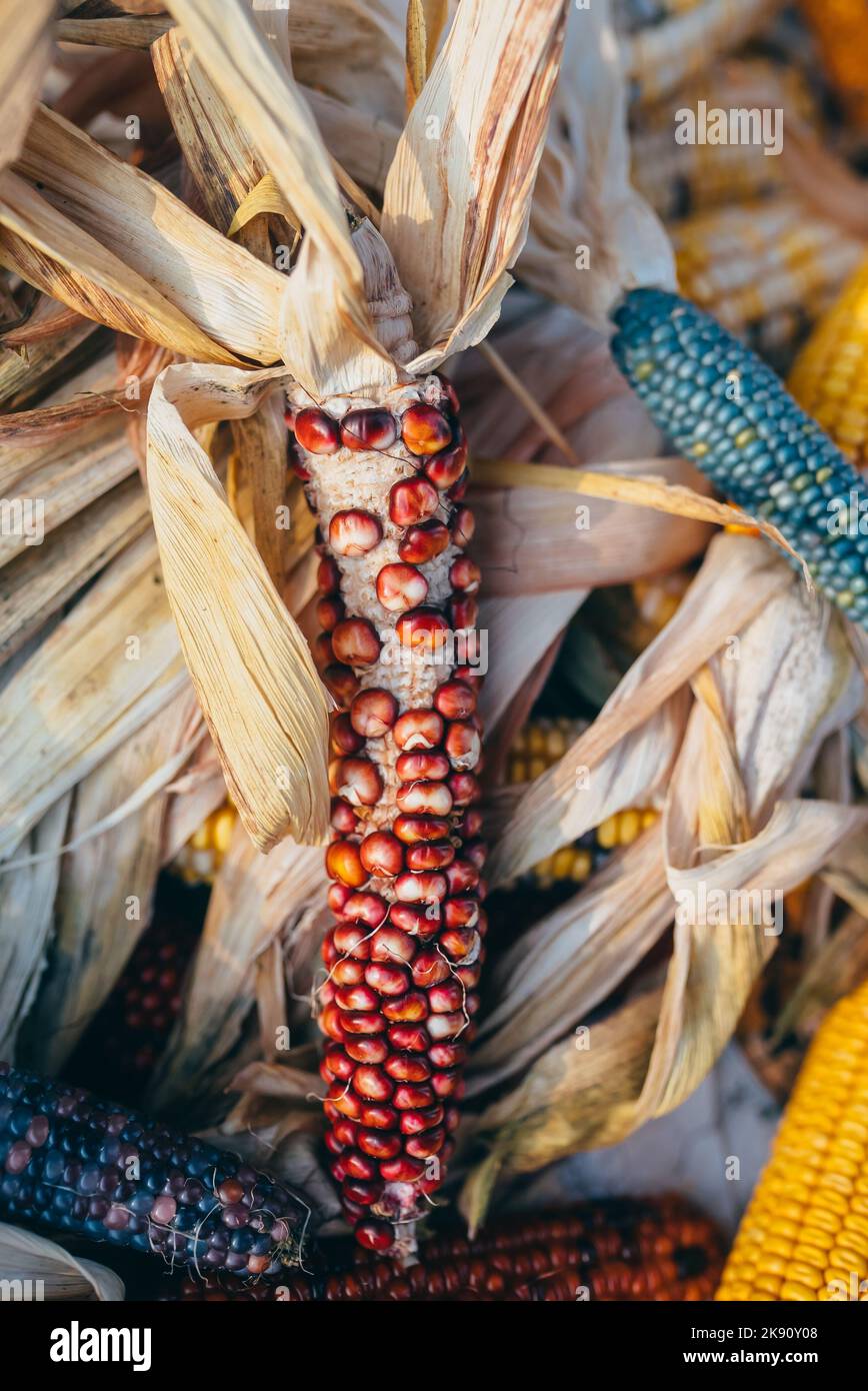 Colorful cobs of ornamental corn lie side by side Stock Photo