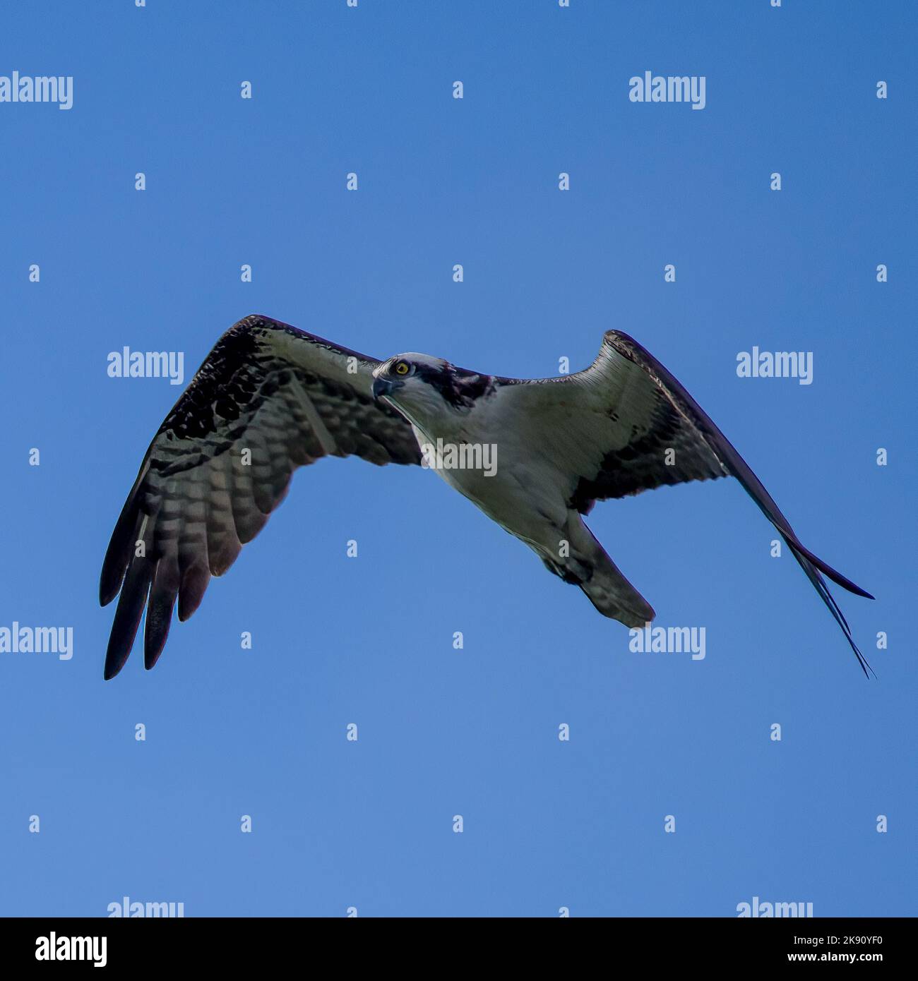 An Osprey bird in flight with blue sky background Stock Photo - Alamy