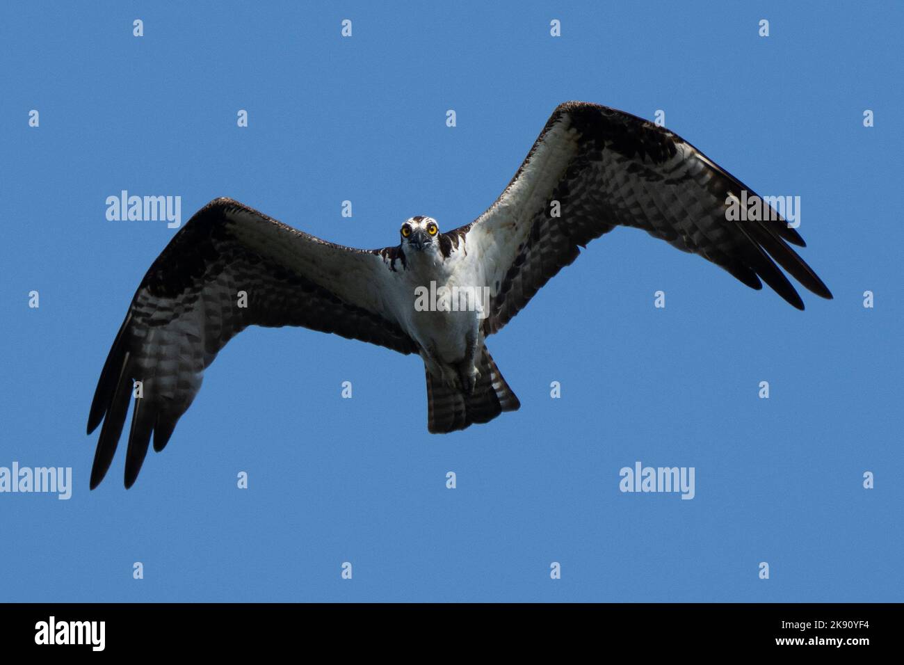 An Osprey bird in flight with blue sky background Stock Photo - Alamy