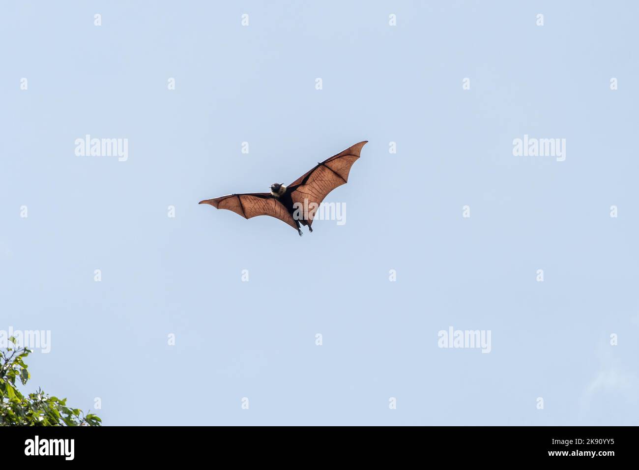 greater indian fruit bats of sri lanka Stock Photo Alamy